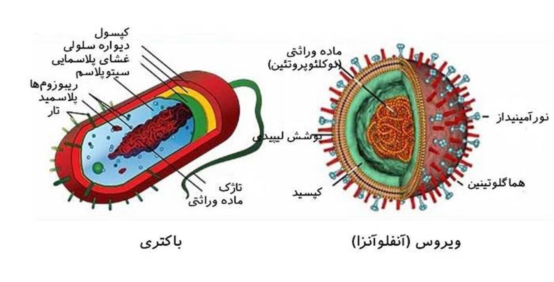 ساختار ویروس و باکتری
