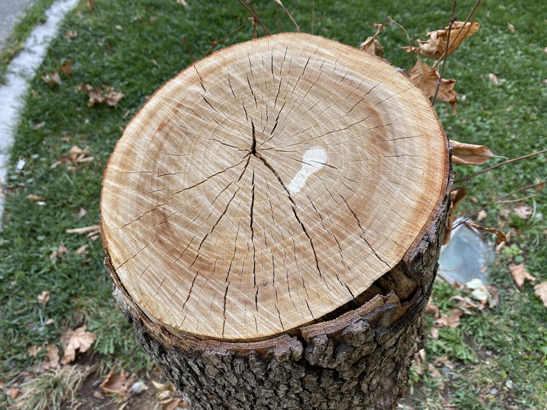 iPhone 11 Pro Camera Samples Day