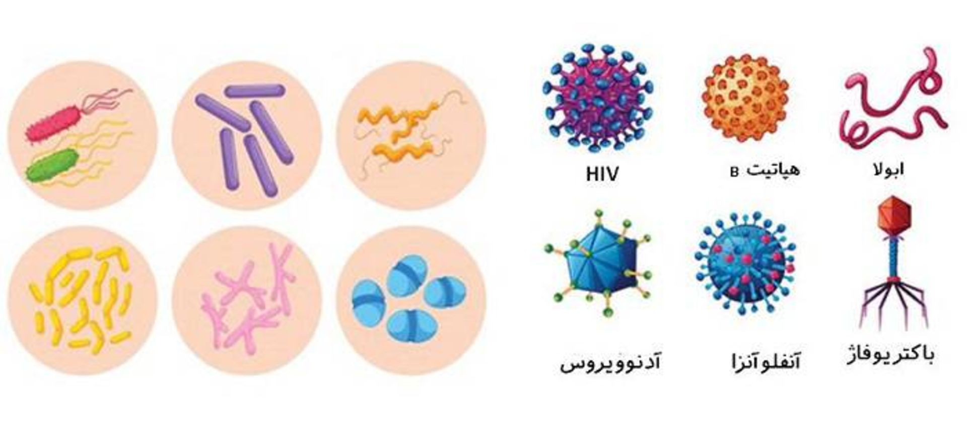 ویروس و باکتری