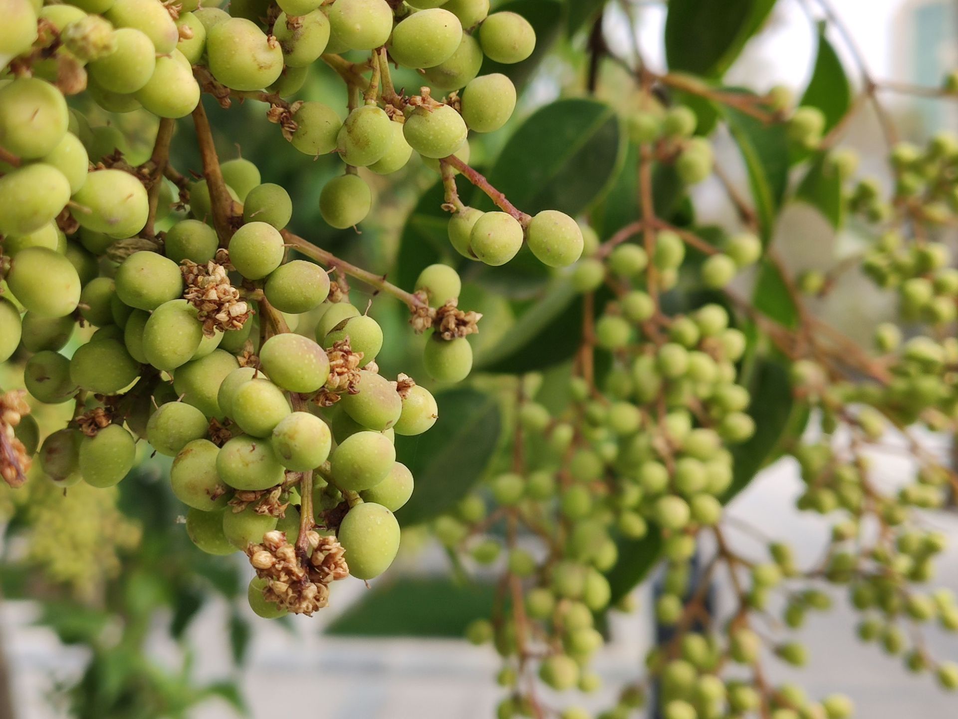 نمونه‌عکس می 9 تی پرو 