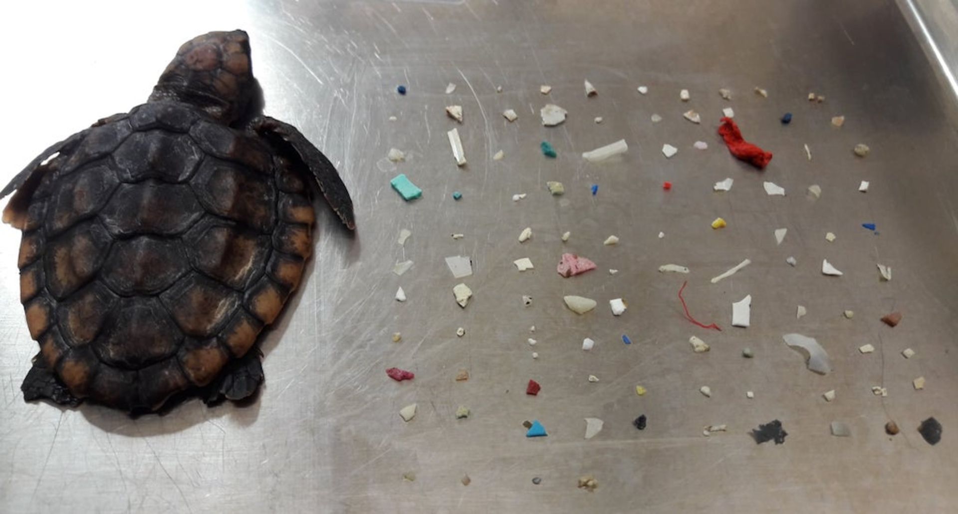 بچه لاک‌پشتی که با خوردن پلاستیک جانش را از دست داد