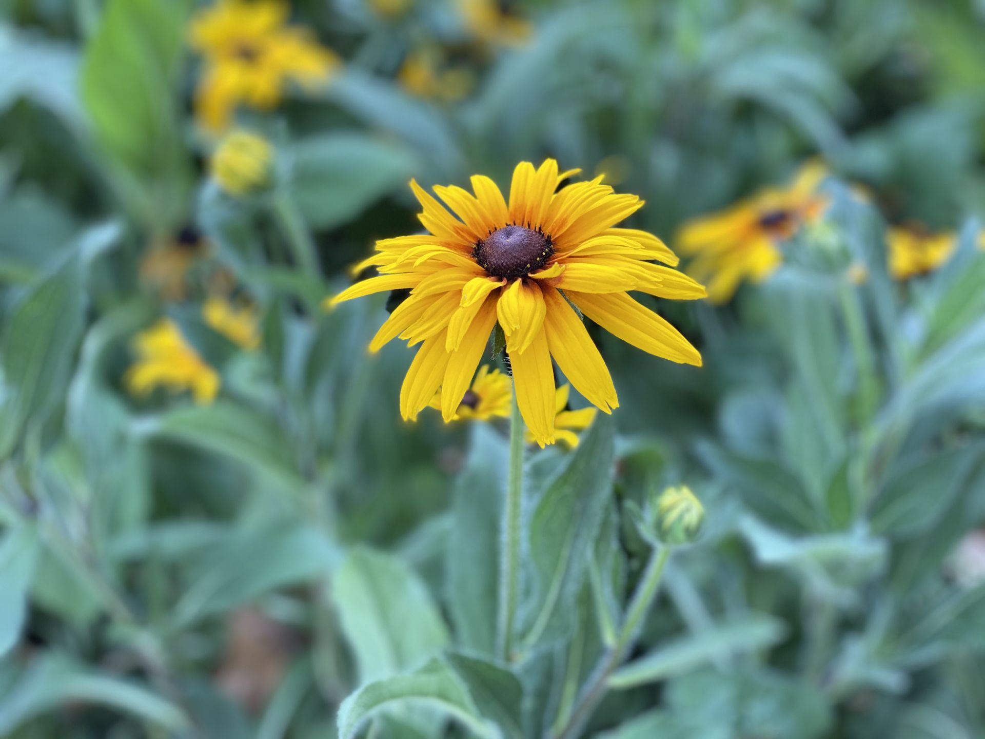 iPhone 11 Pro Camera Samples Day