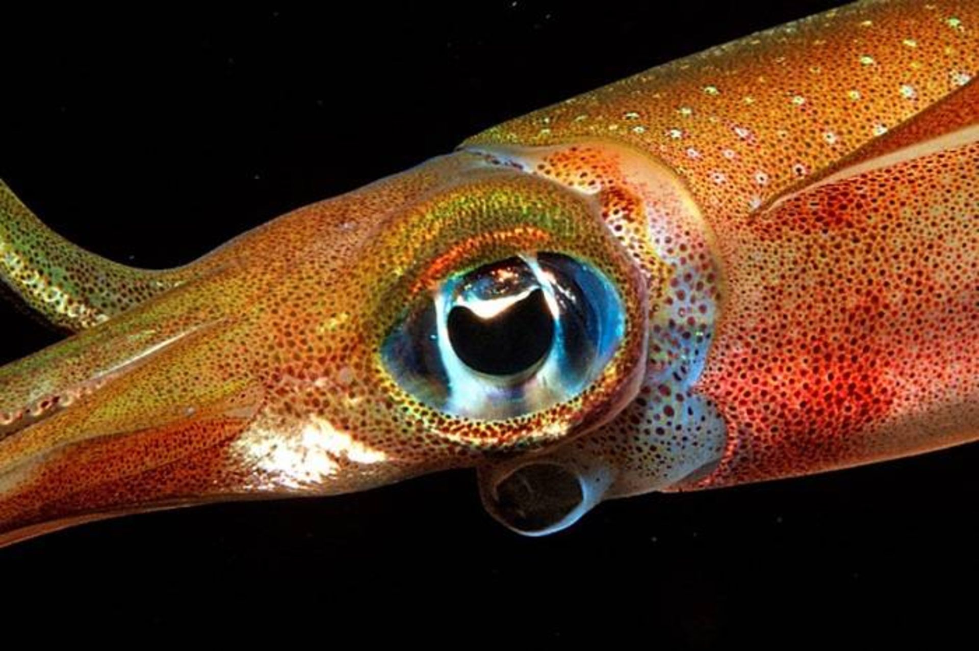 چشم ماهی مرکب