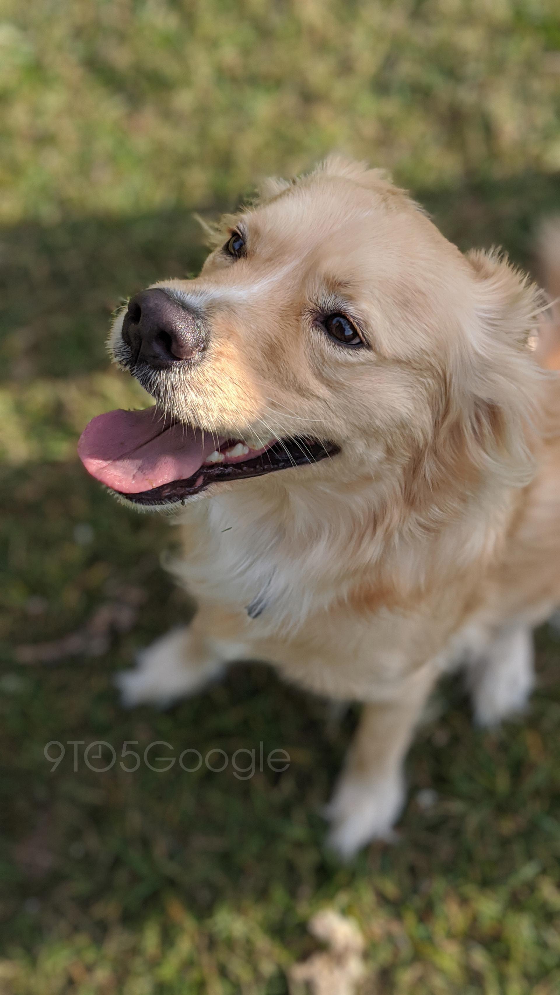 نمونه تصاویر پیکسل 4 گوگل / Google Pixel 4 Camera Samples
