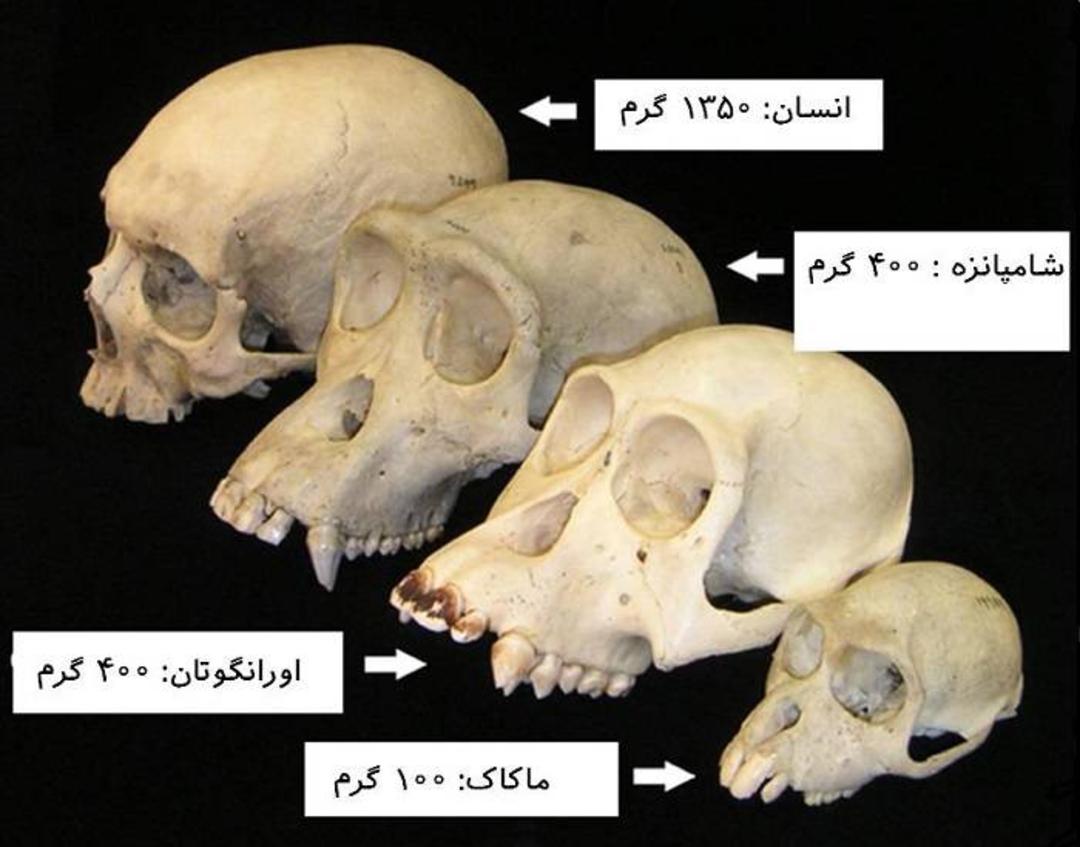 جمجمه نخستی ها