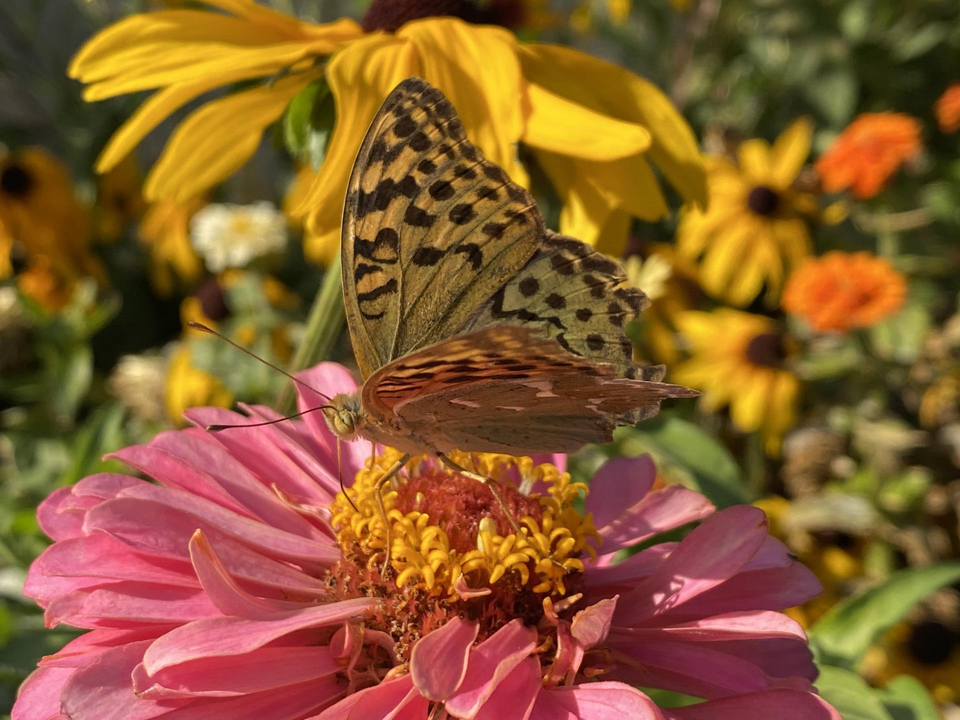 iPhone 11 Pro Camera Samples Day