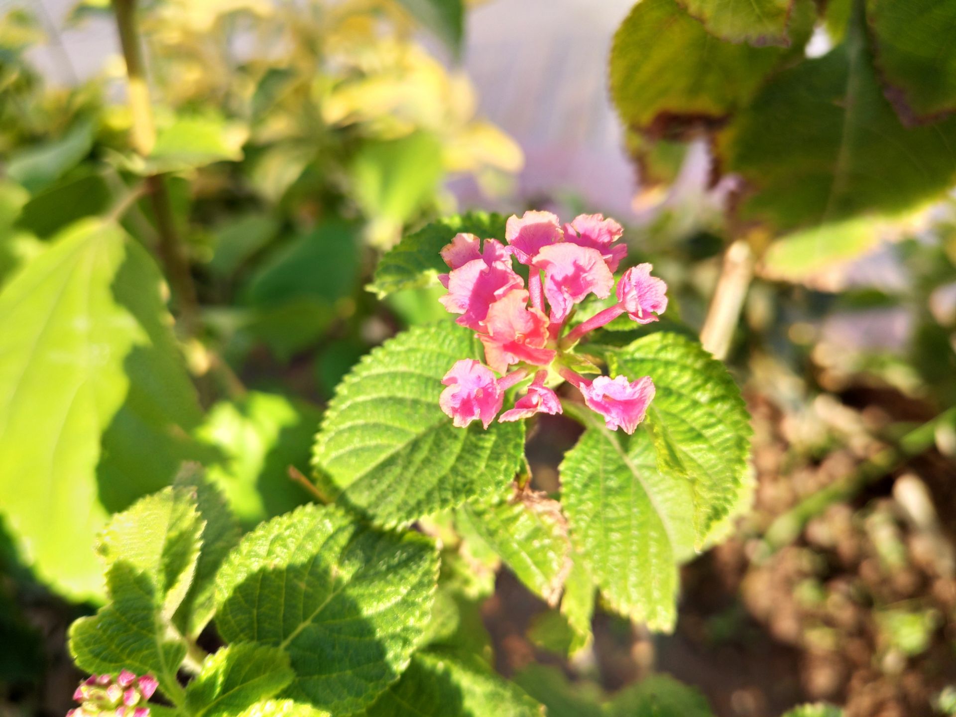 نمونه‌عکس می 9 تی پرو 