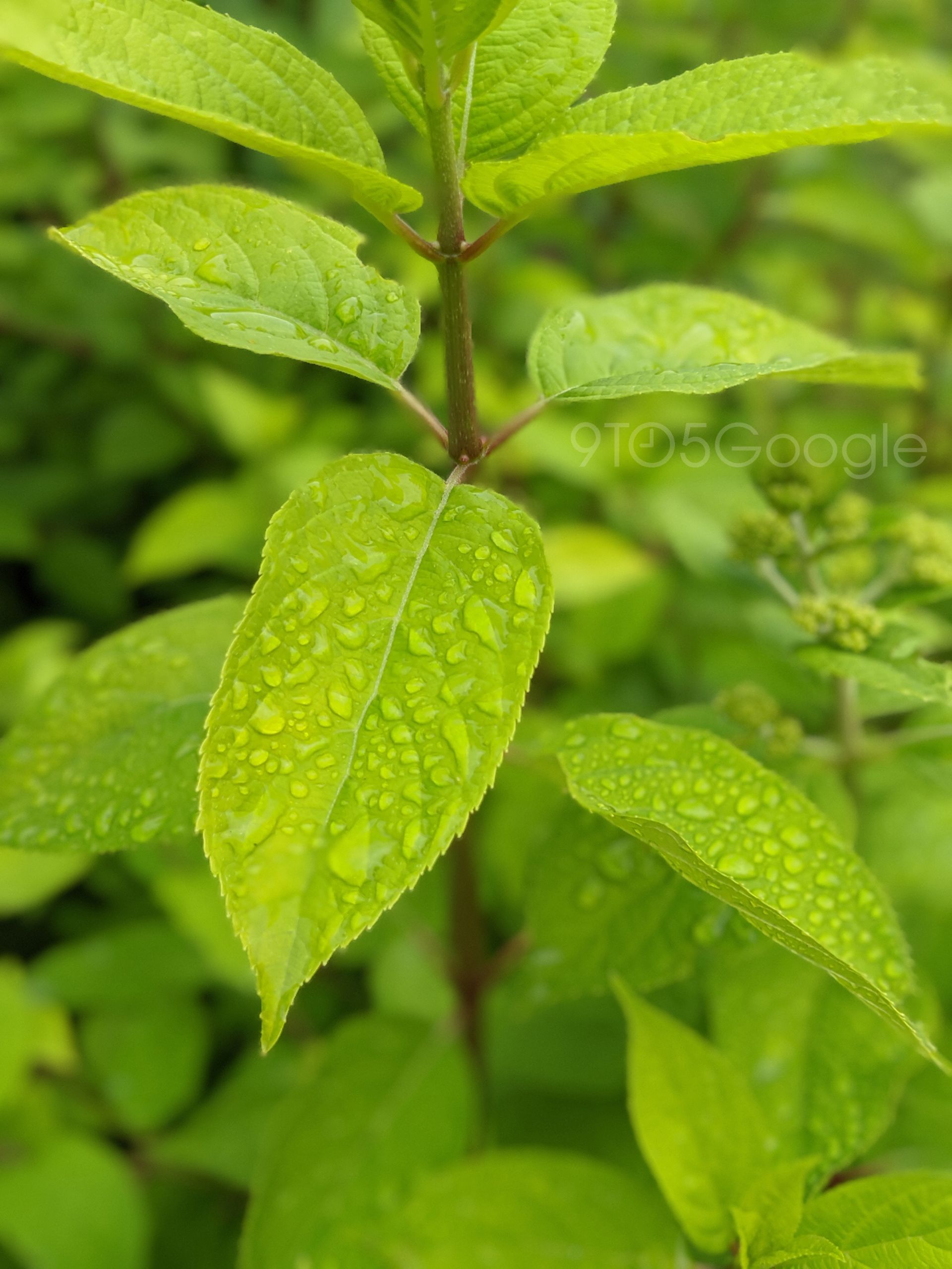 نمونه تصاویر پیکسل 4 گوگل / Google Pixel 4 Camera Samples