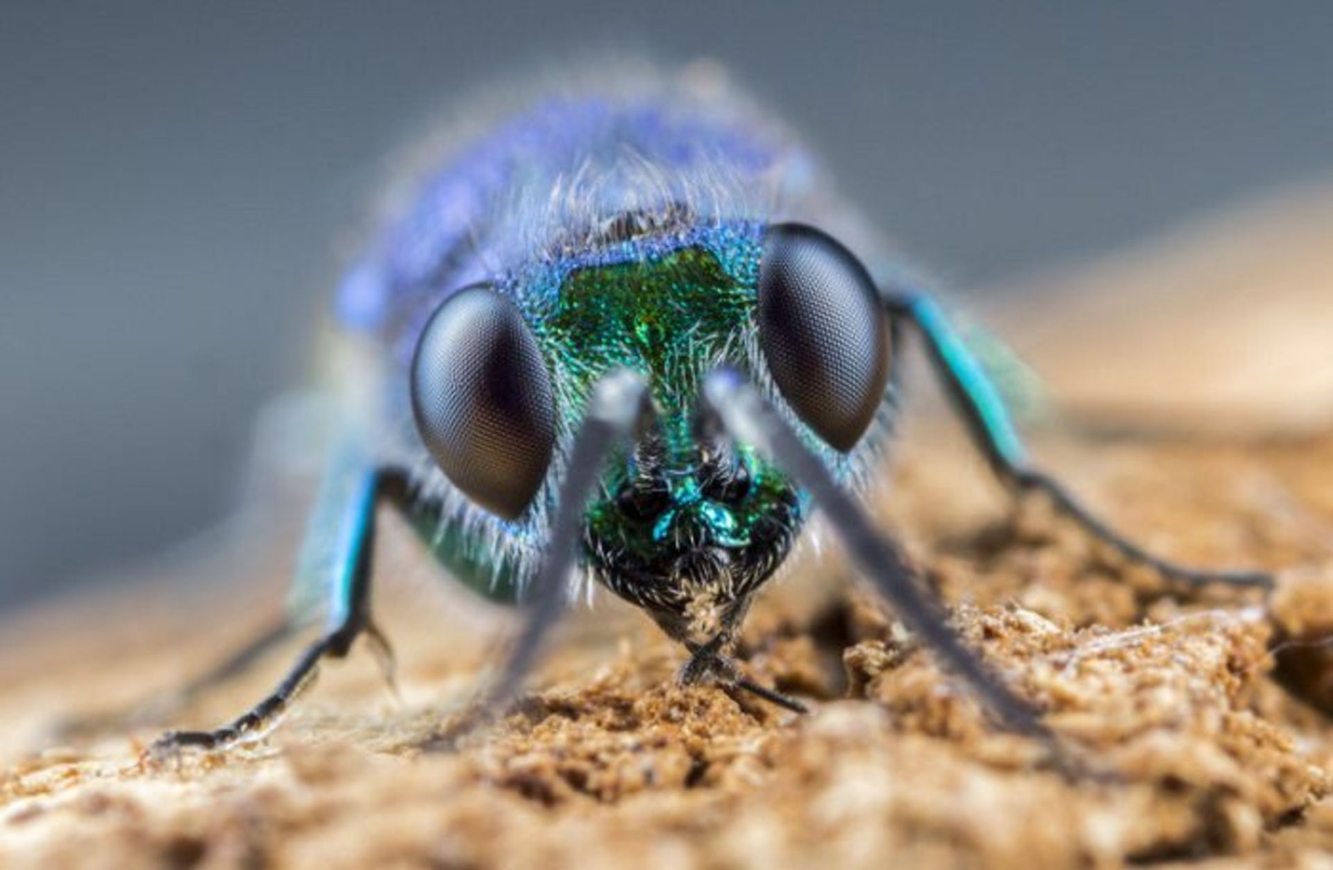 Matt doogue/nature photography/عکاسی طبیعت