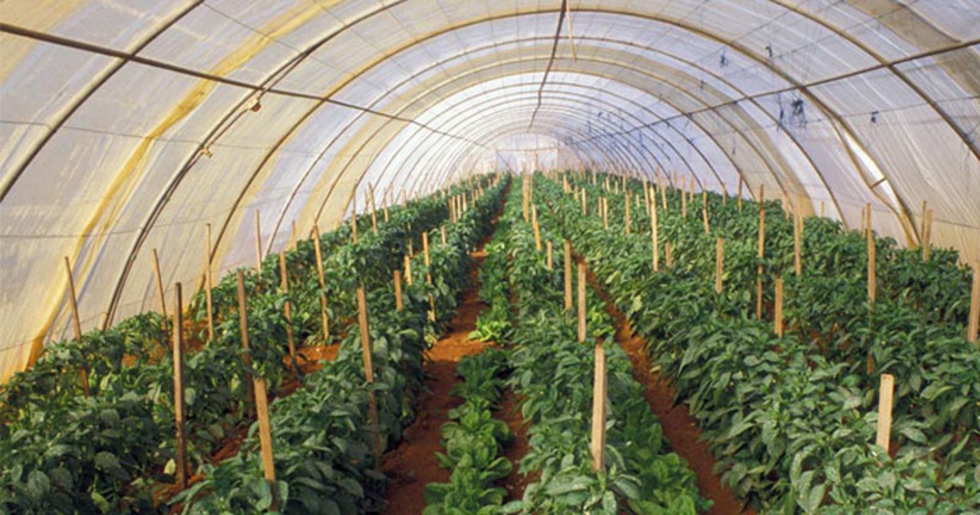 کشاورزی در مریخ