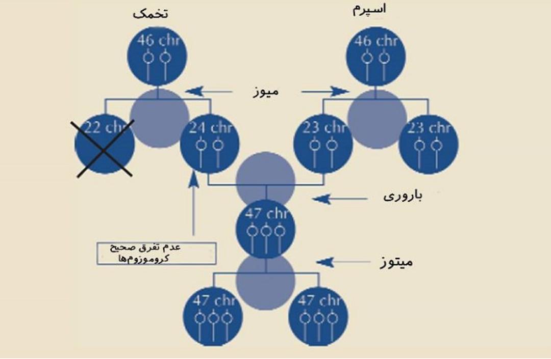 عدم تفرق صحیح کروموزوم ها