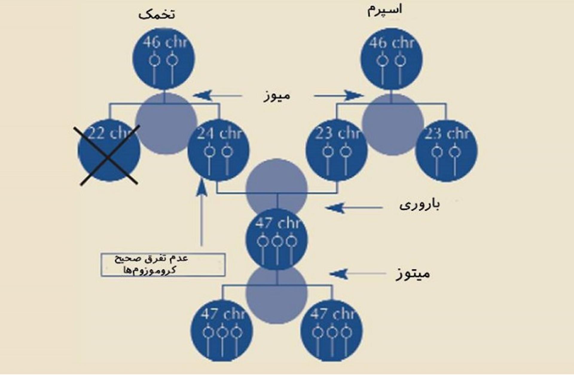 عدم تفرق صحیح کروموزوم ها