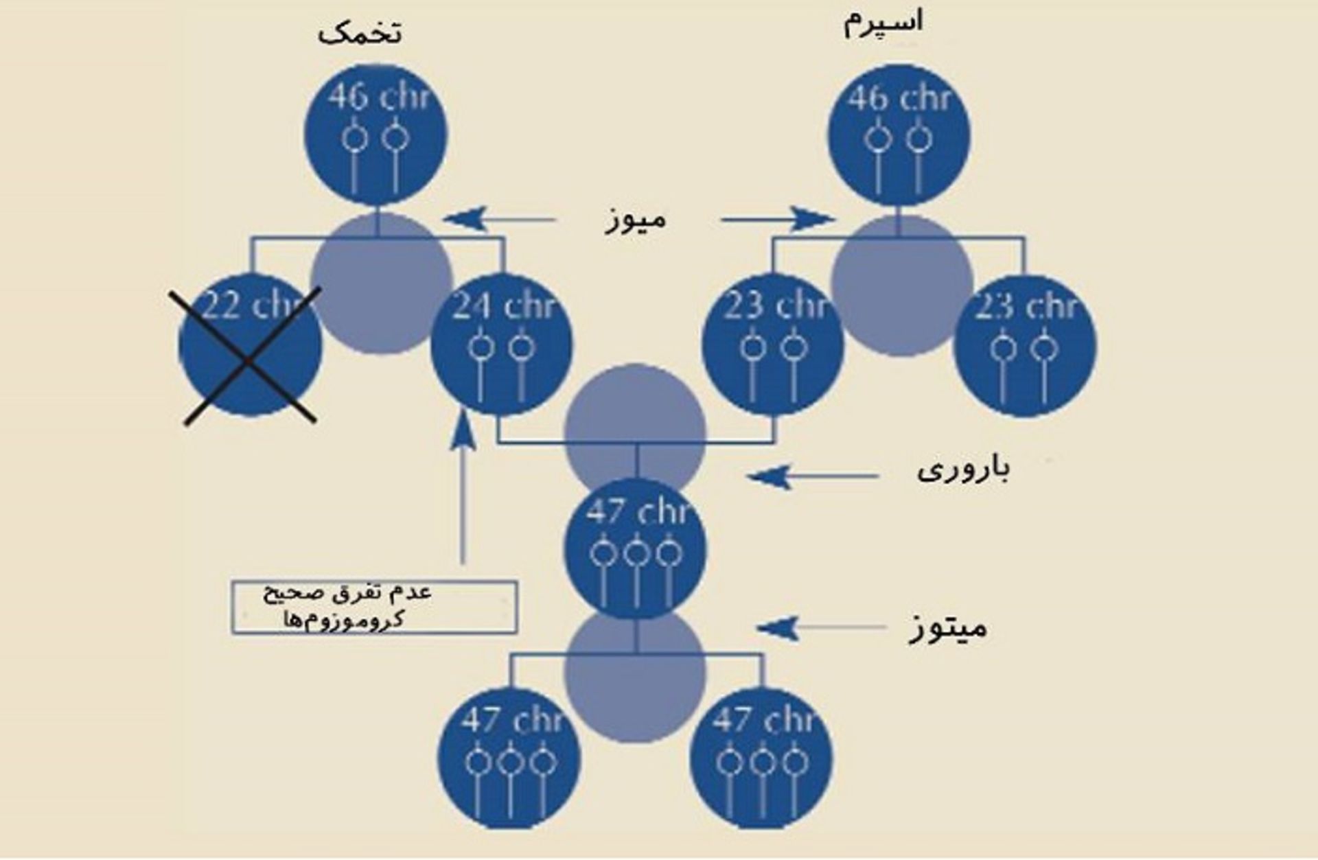 عدم تفرق صحیح کروموزوم ها