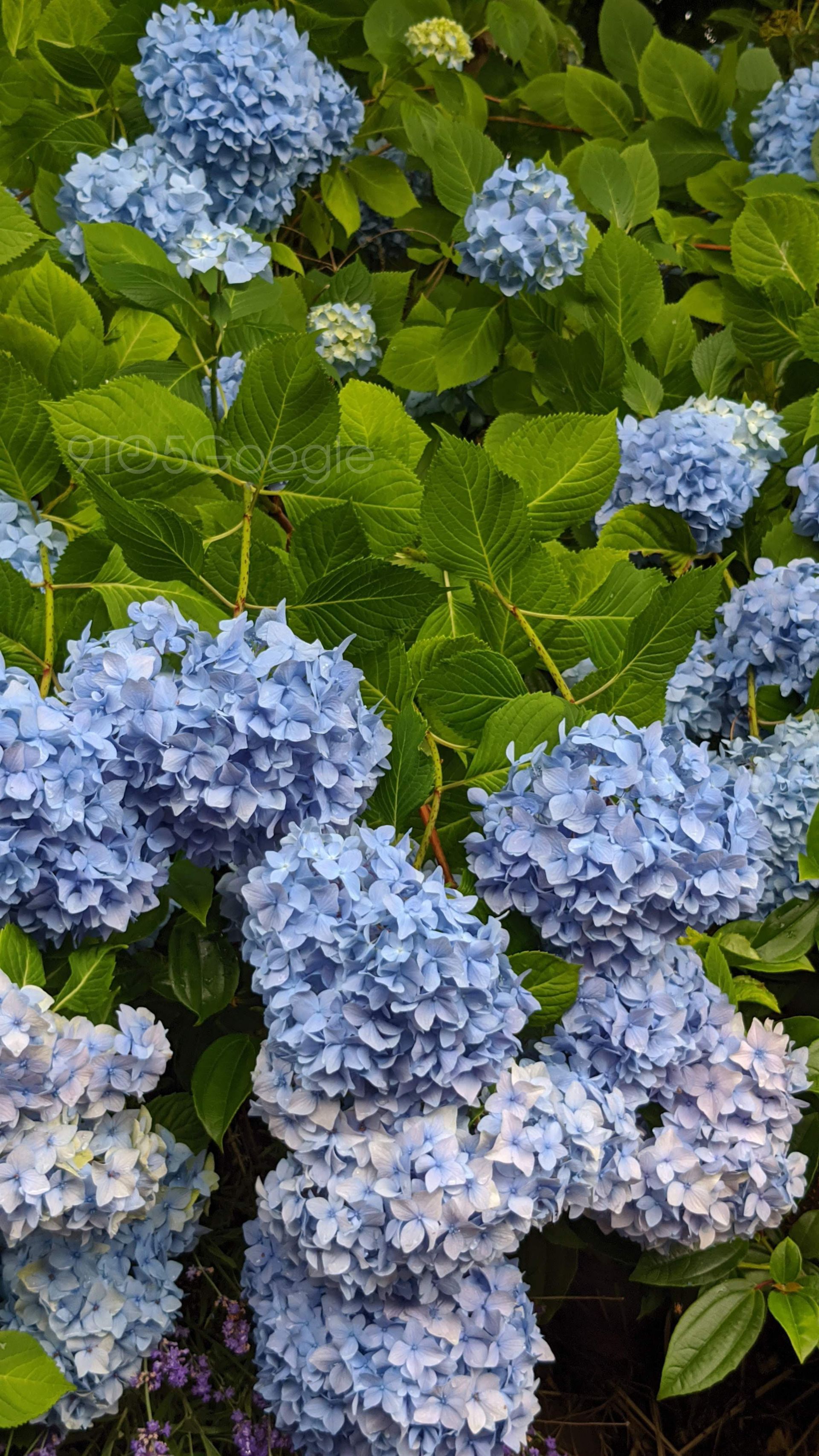 نمونه تصاویر پیکسل 4 گوگل / Google Pixel 4 Camera Samples