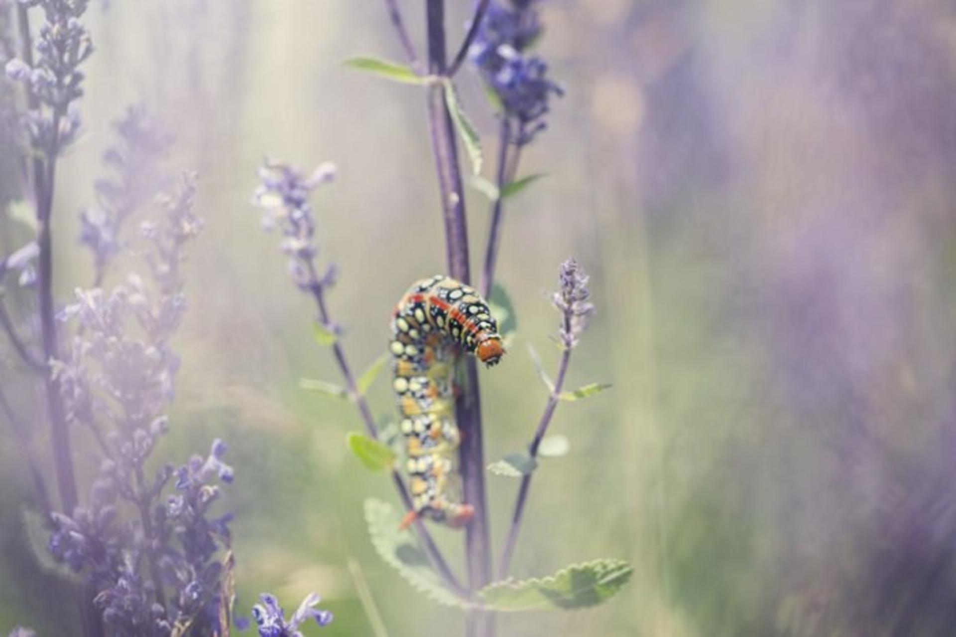 Matt doogue/nature photography/عکاسی طبیعت