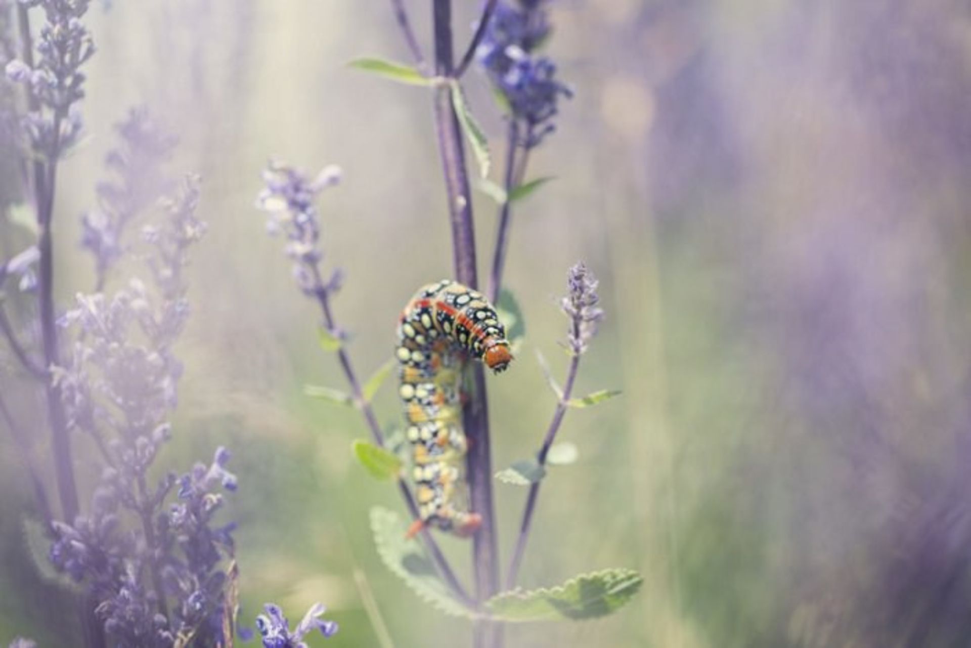 Matt doogue/nature photography/عکاسی طبیعت