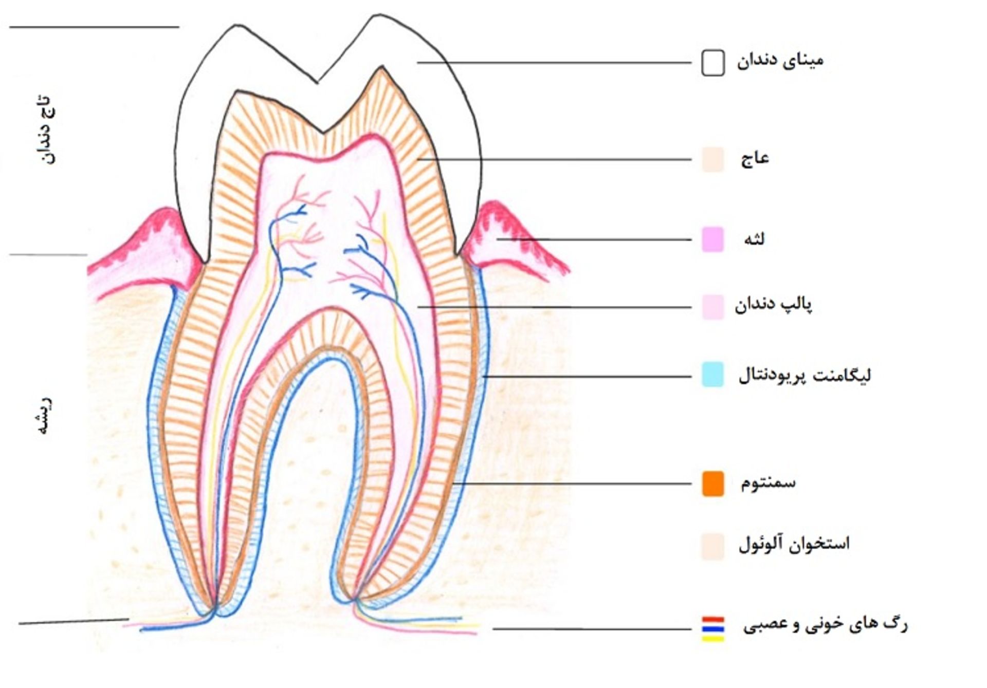 آناتومی دندان