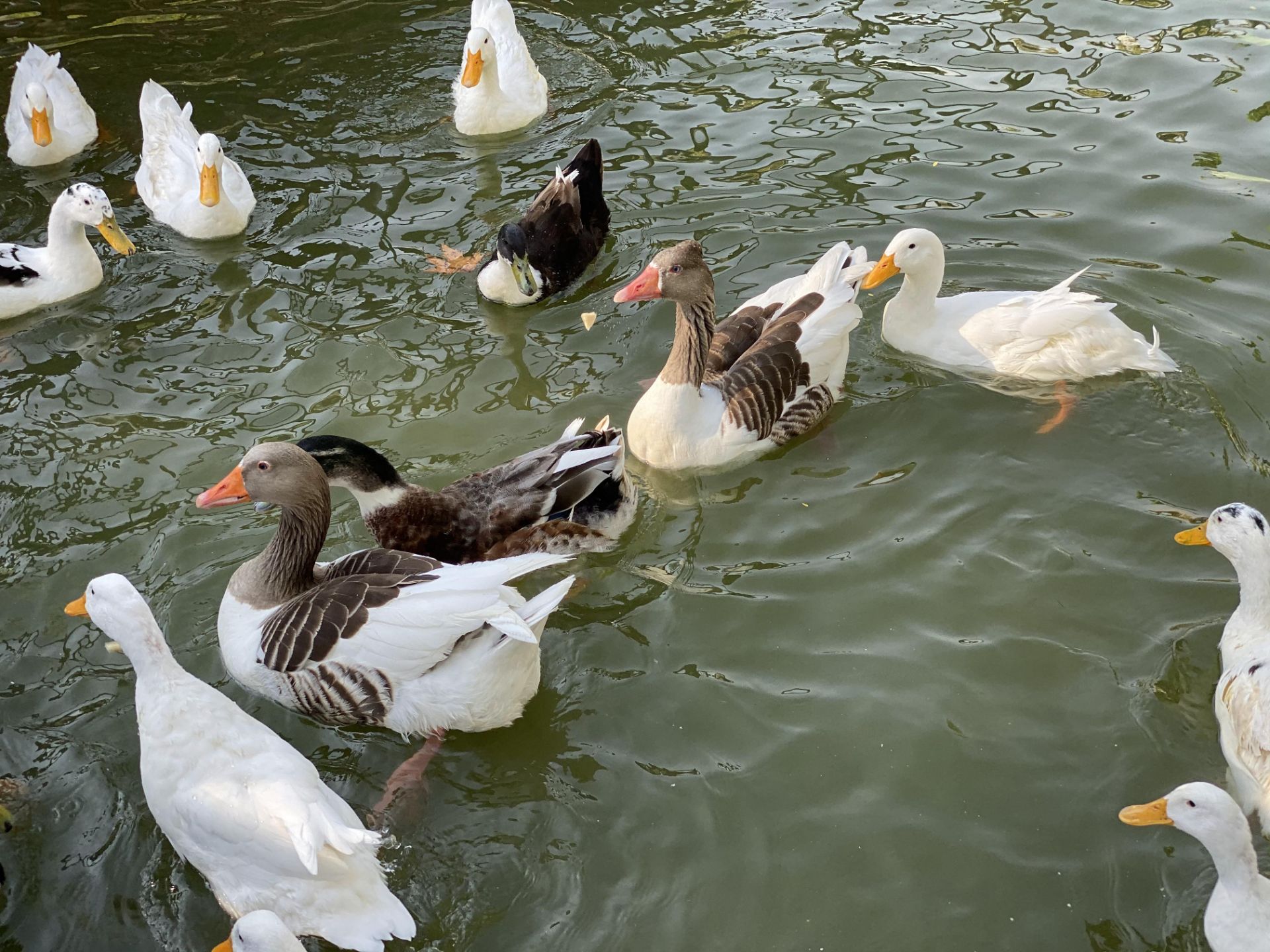 iPhone 11 Pro Camera Samples Day