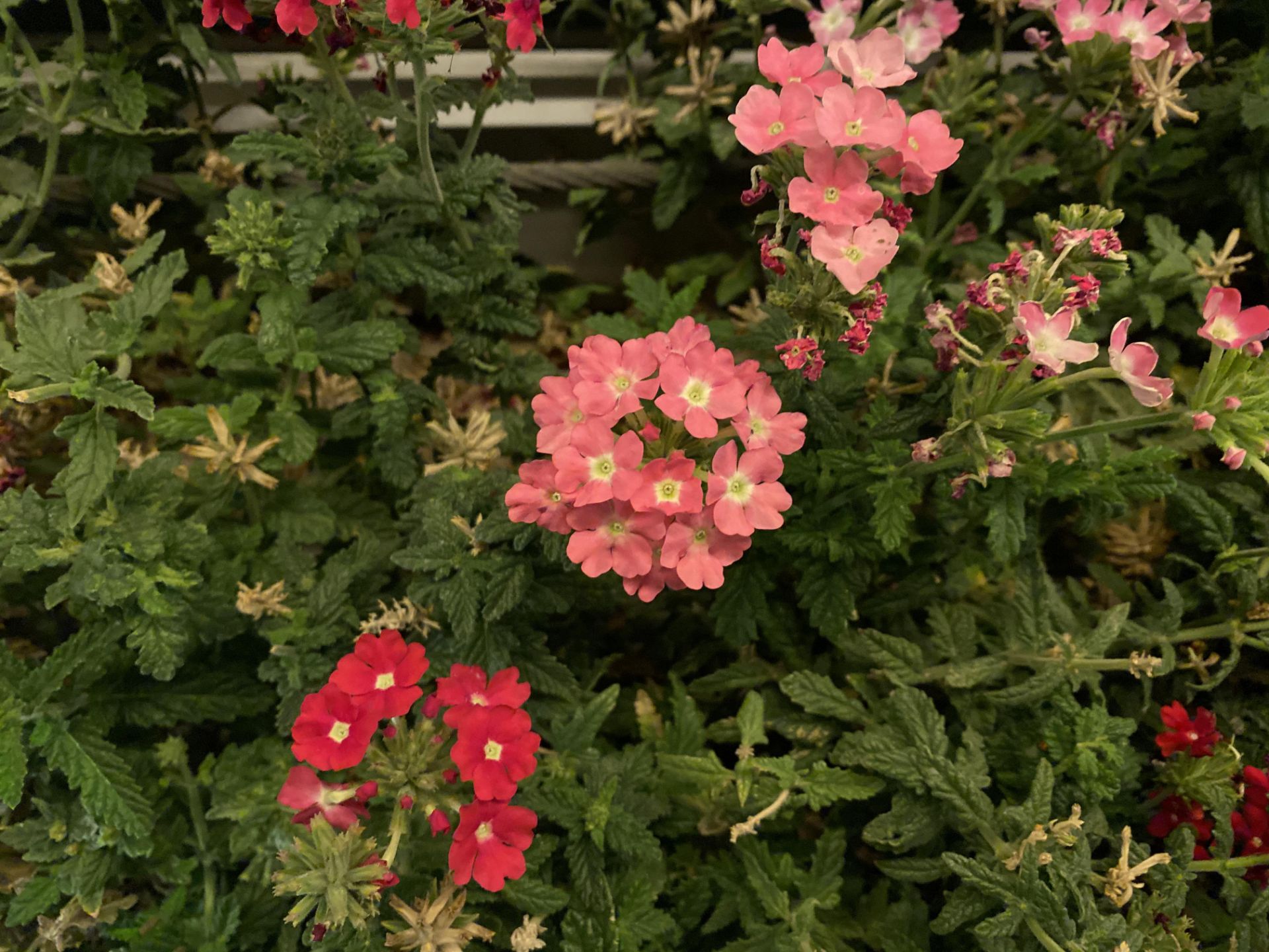 iPhone 11 Pro Camera Samples Night