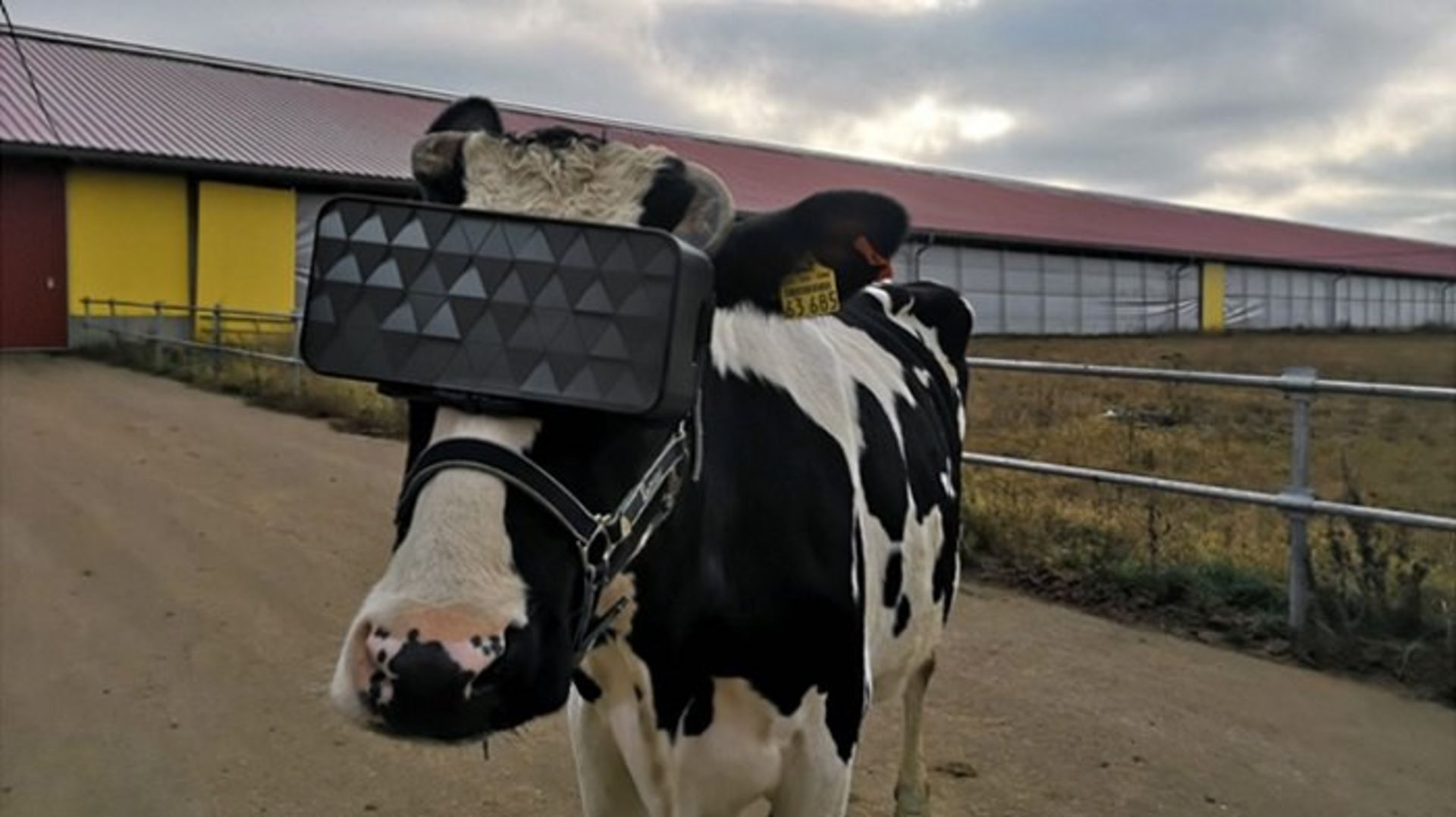 VR HEADSET FOR COWS