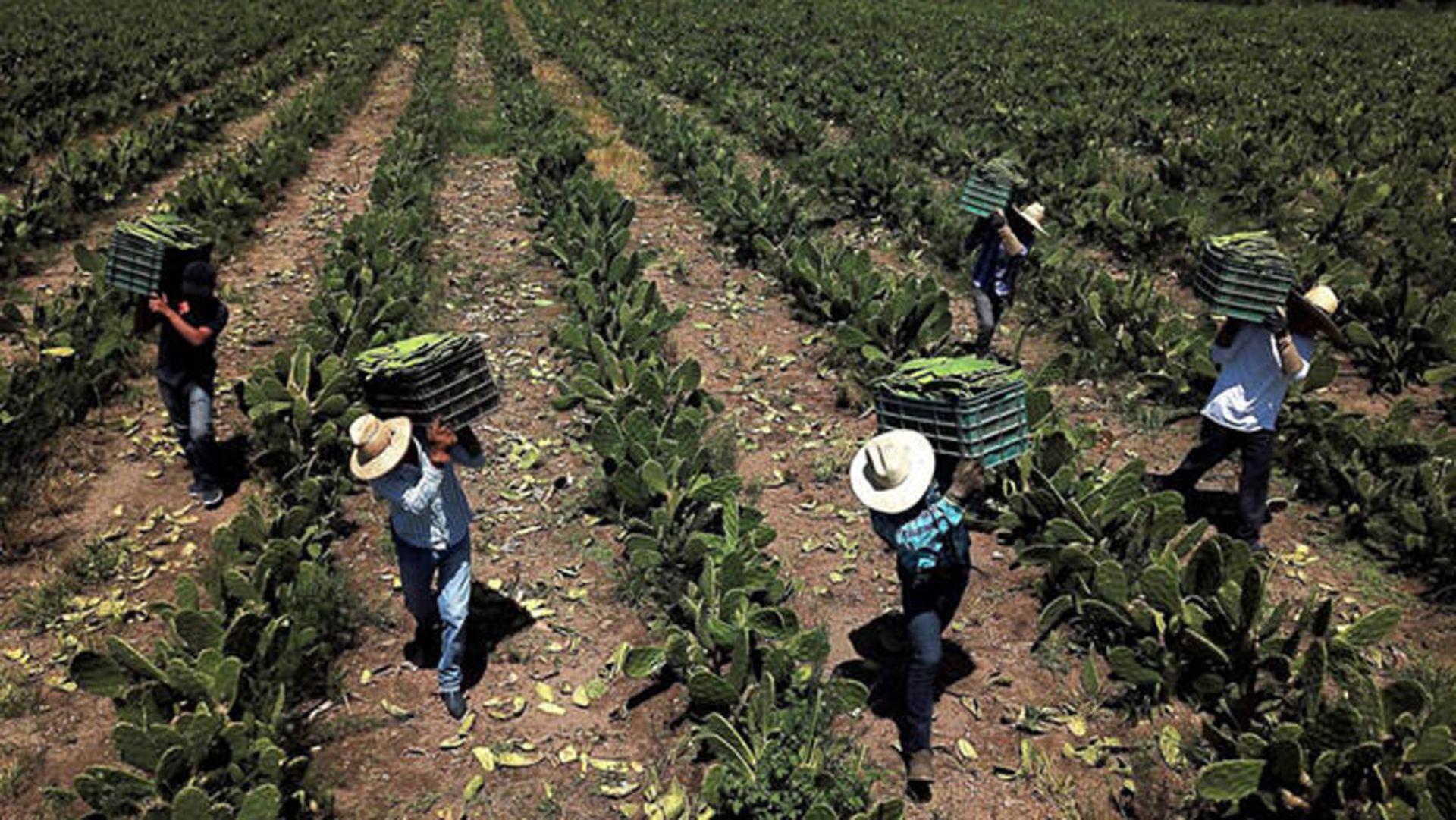 برداشت انجیر سفید