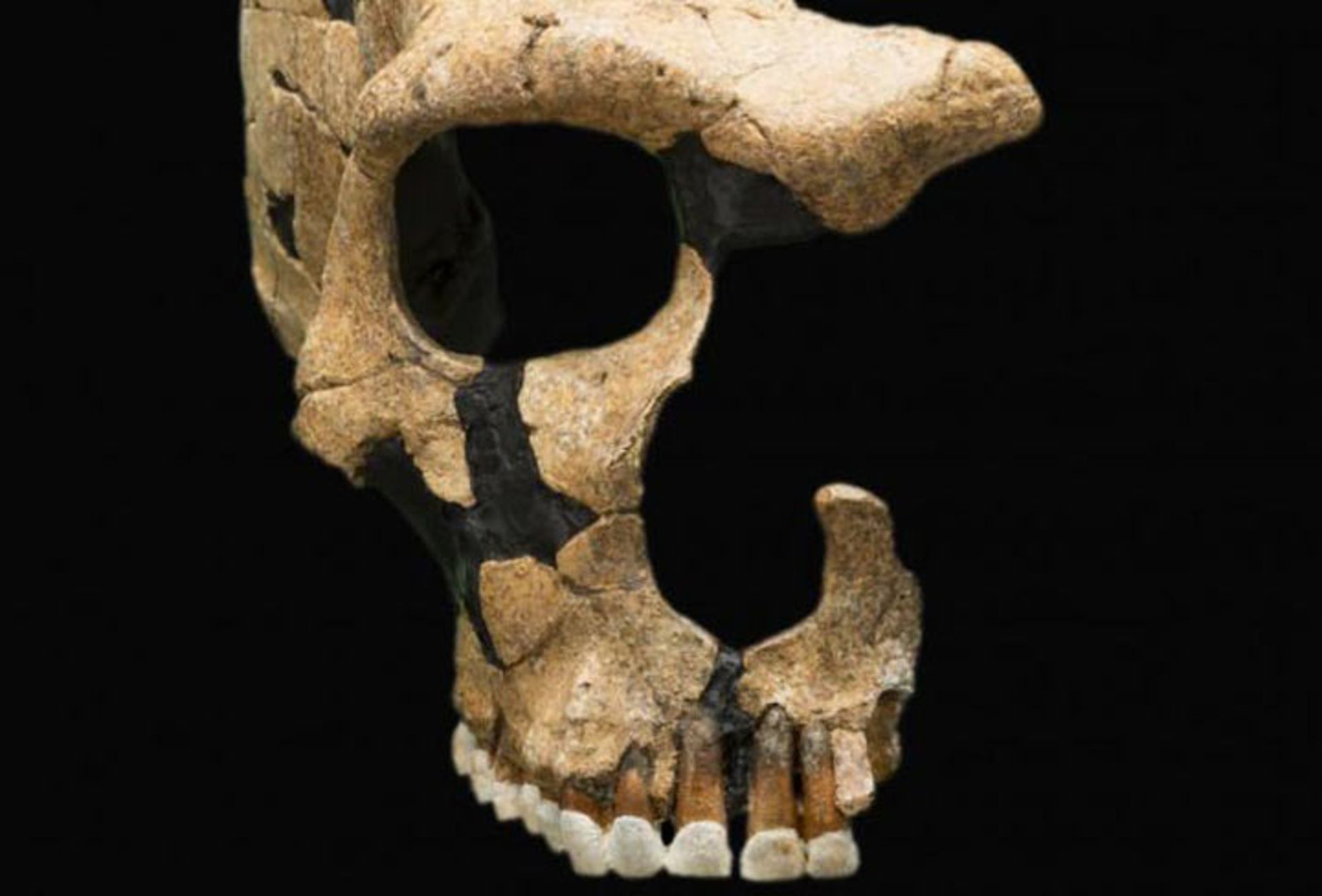 جمجمه‌ی یک نئاندرتال 