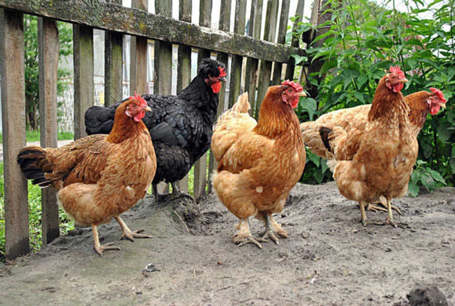 آلکتوروفوبیا: ترس از مرغ و خروس