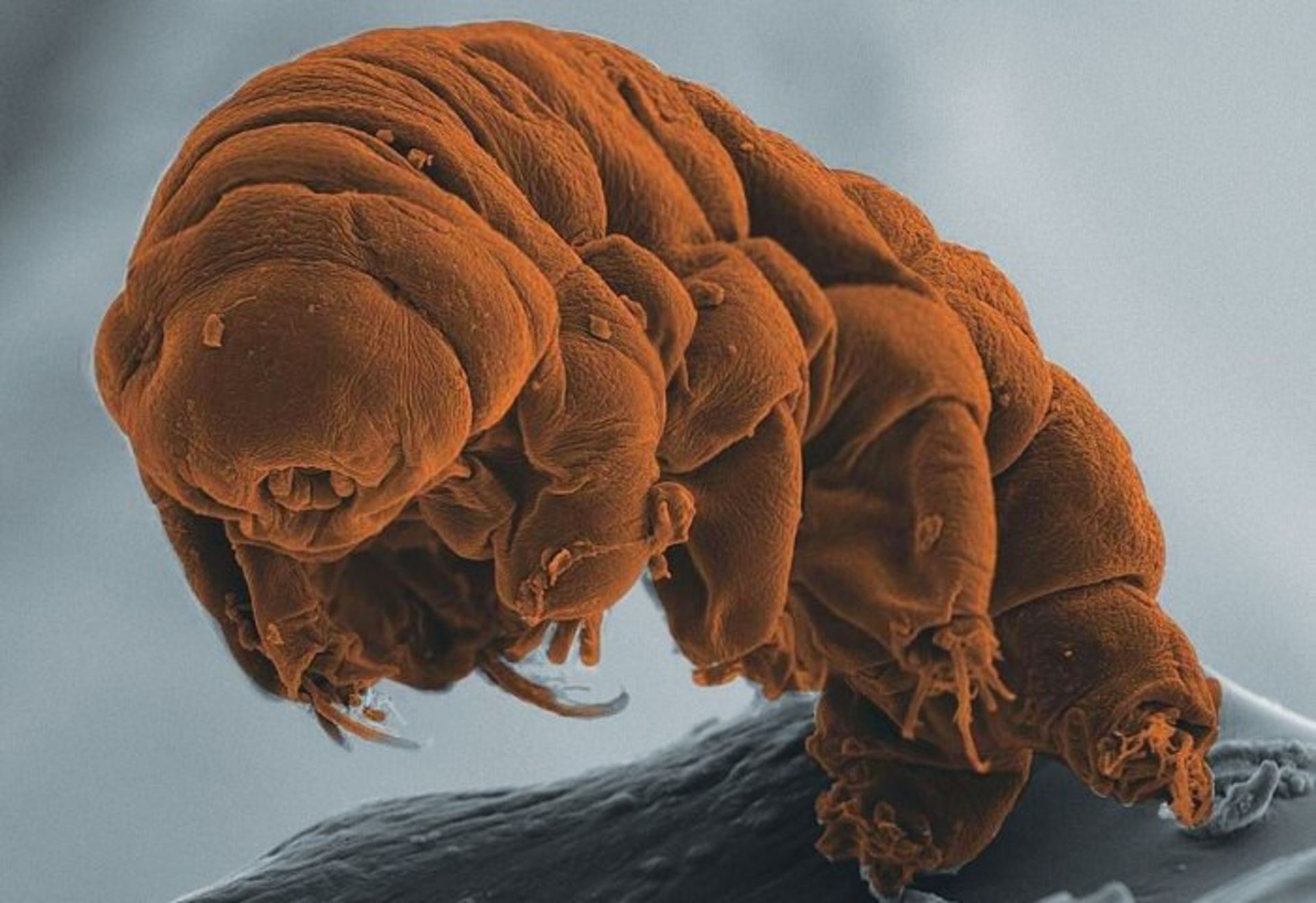 Tardigrade / خرس آبی