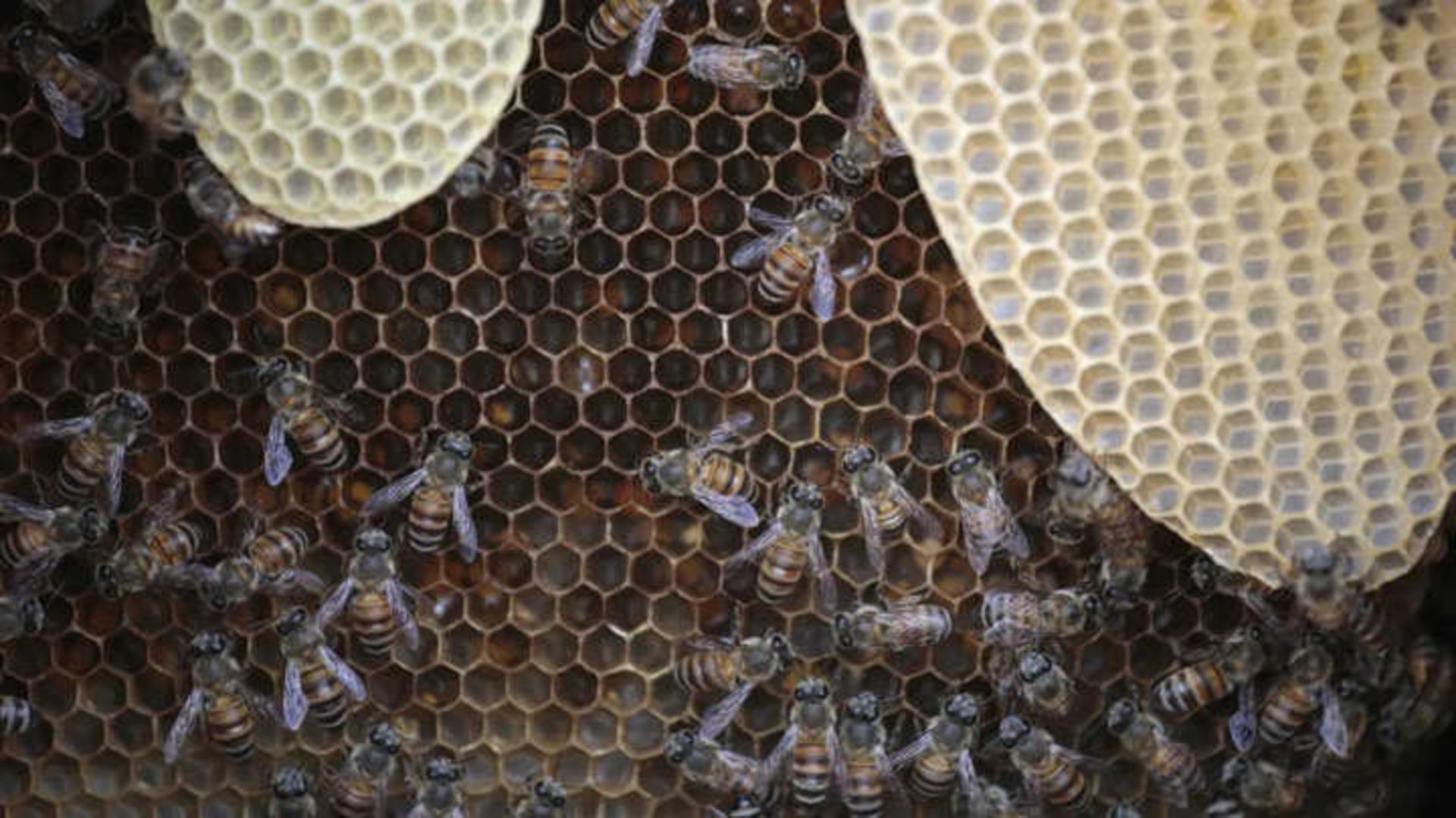 تریپوفوبیا: ترس از سوراخ‌ها و حفره‌ها