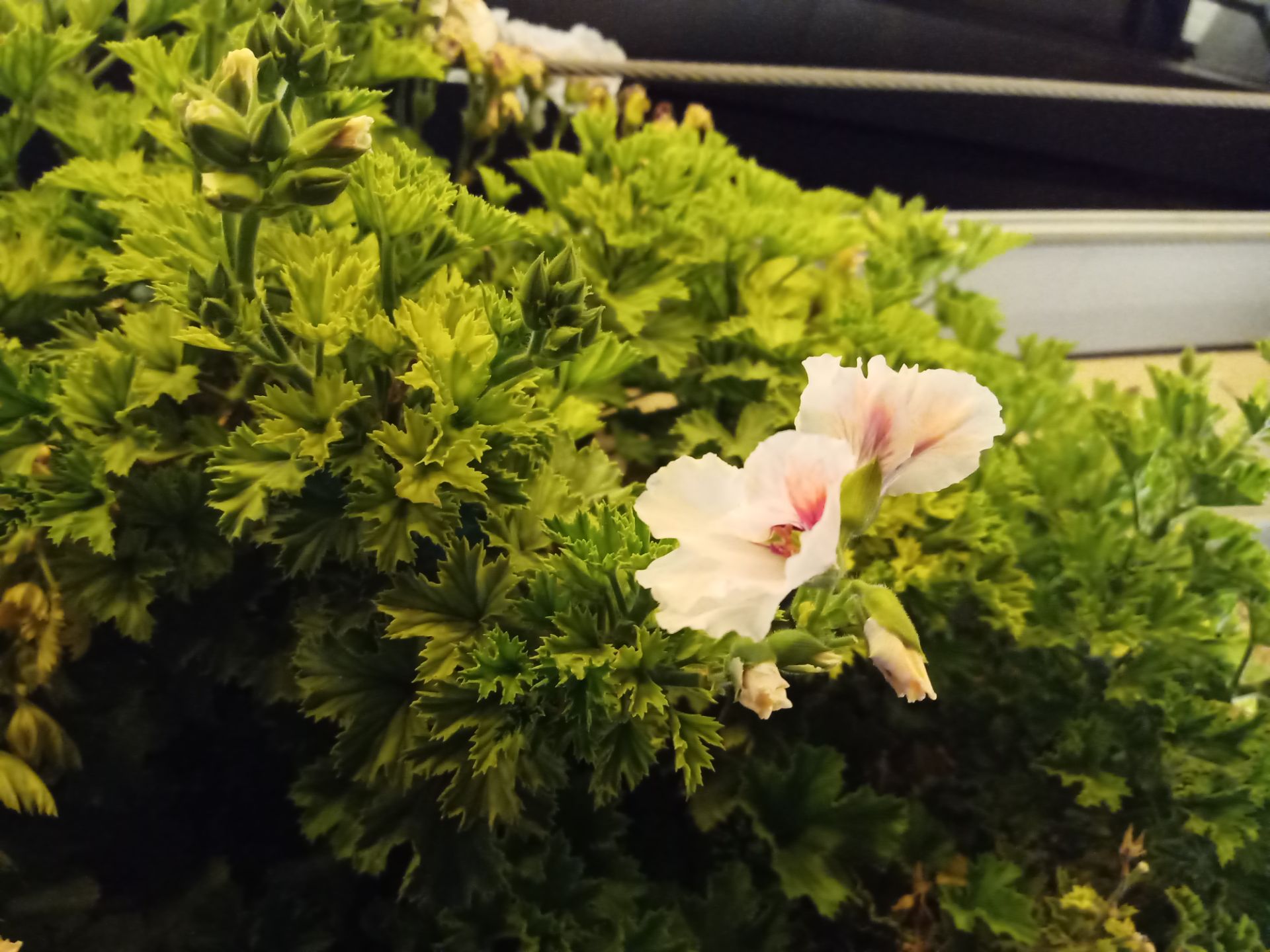 نمونه‌عکس شاهین ۲