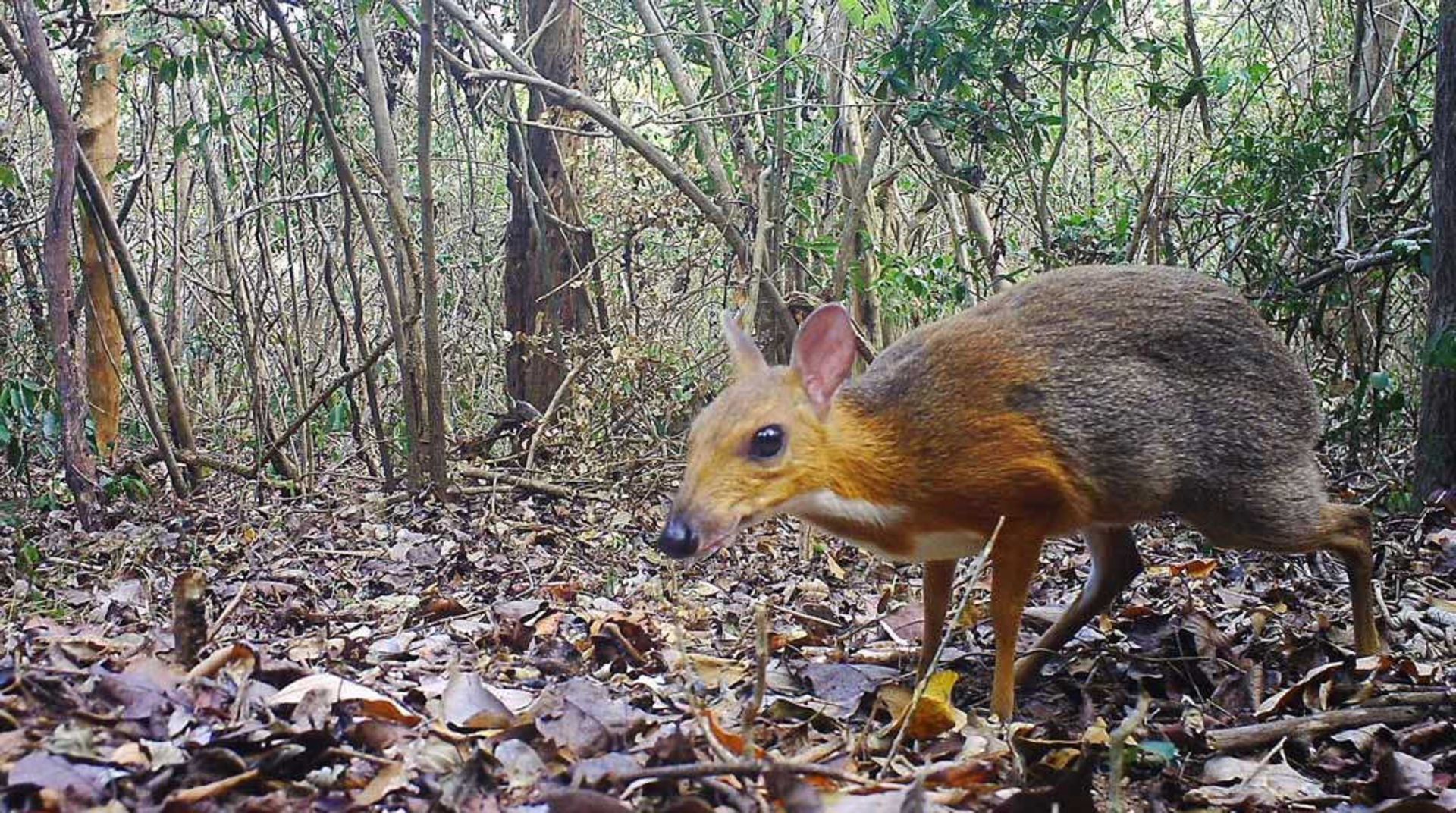 کشف گونه‌ی گمشده موش‌گوزن پس از ۳۰ سال در ویتنام