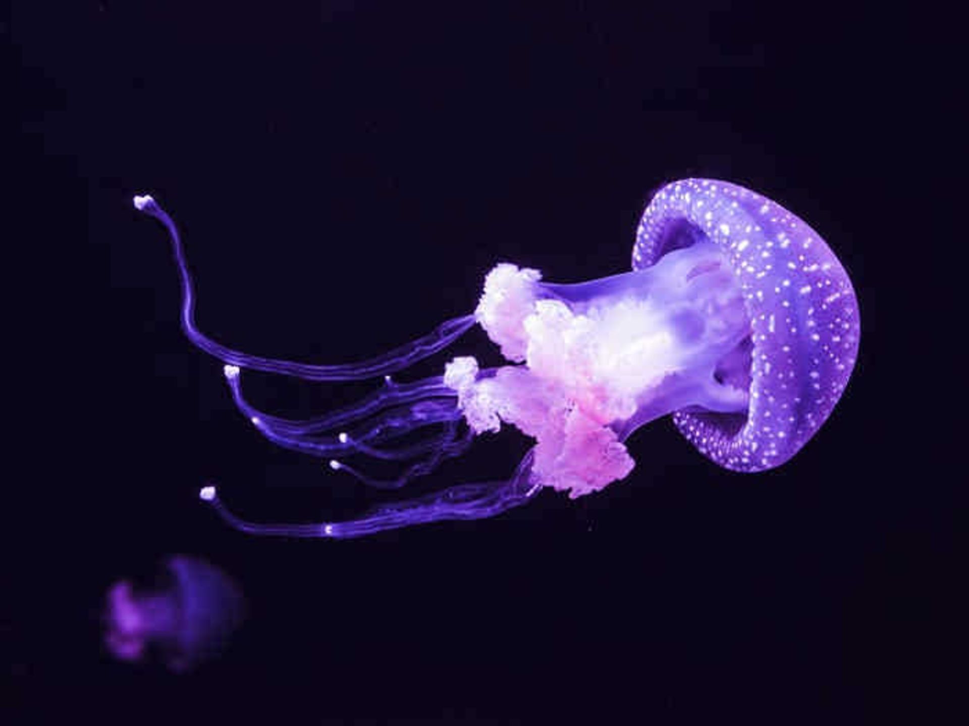 عروس‌‌های دریایی‌ در اوج شکوفایی!