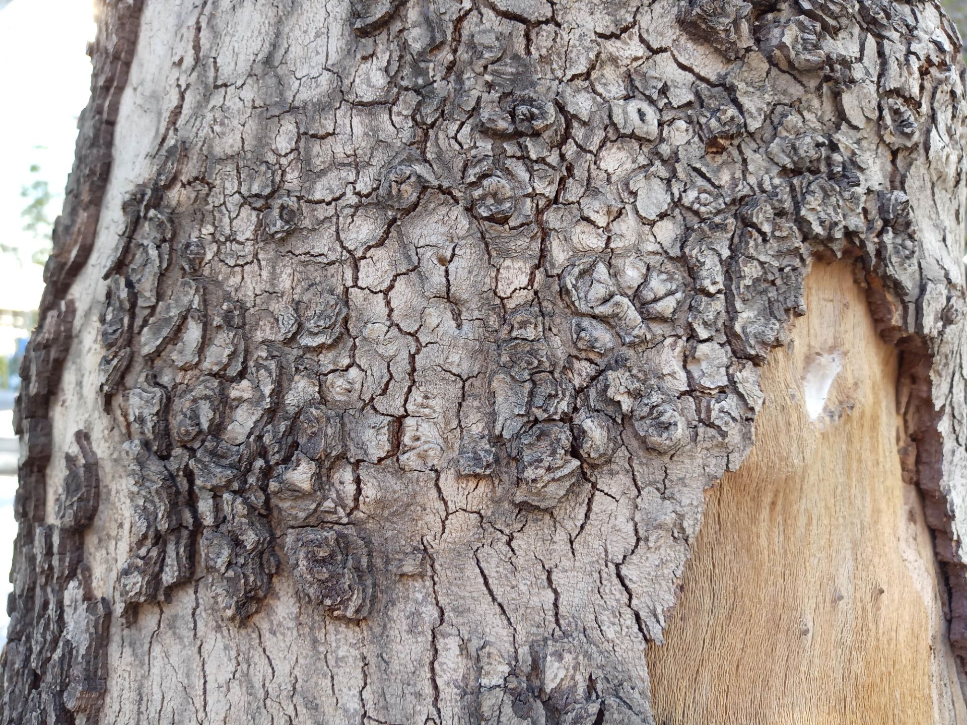 نمونه‌عکس شاهین ۲