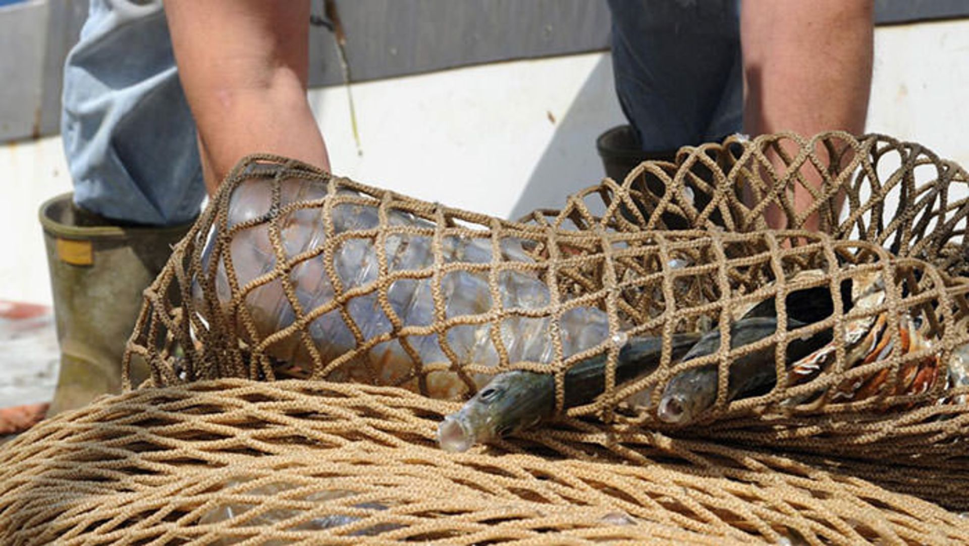 میکروپلاستیک