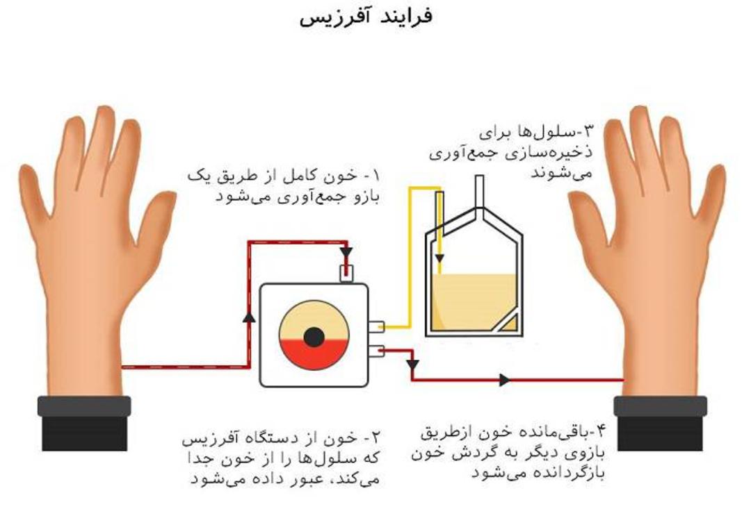 آفرزیس