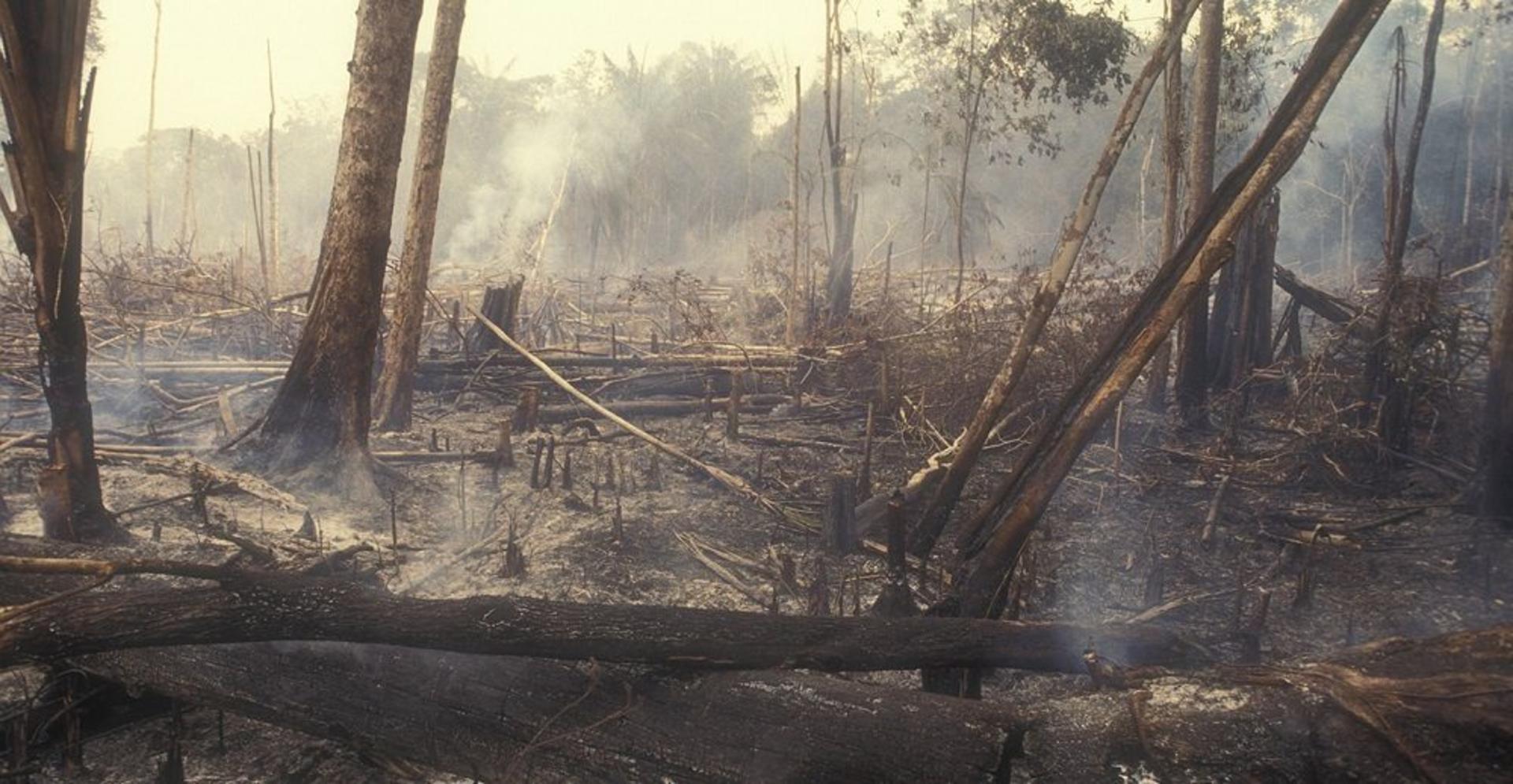 Deforestation / جنگل زدایی