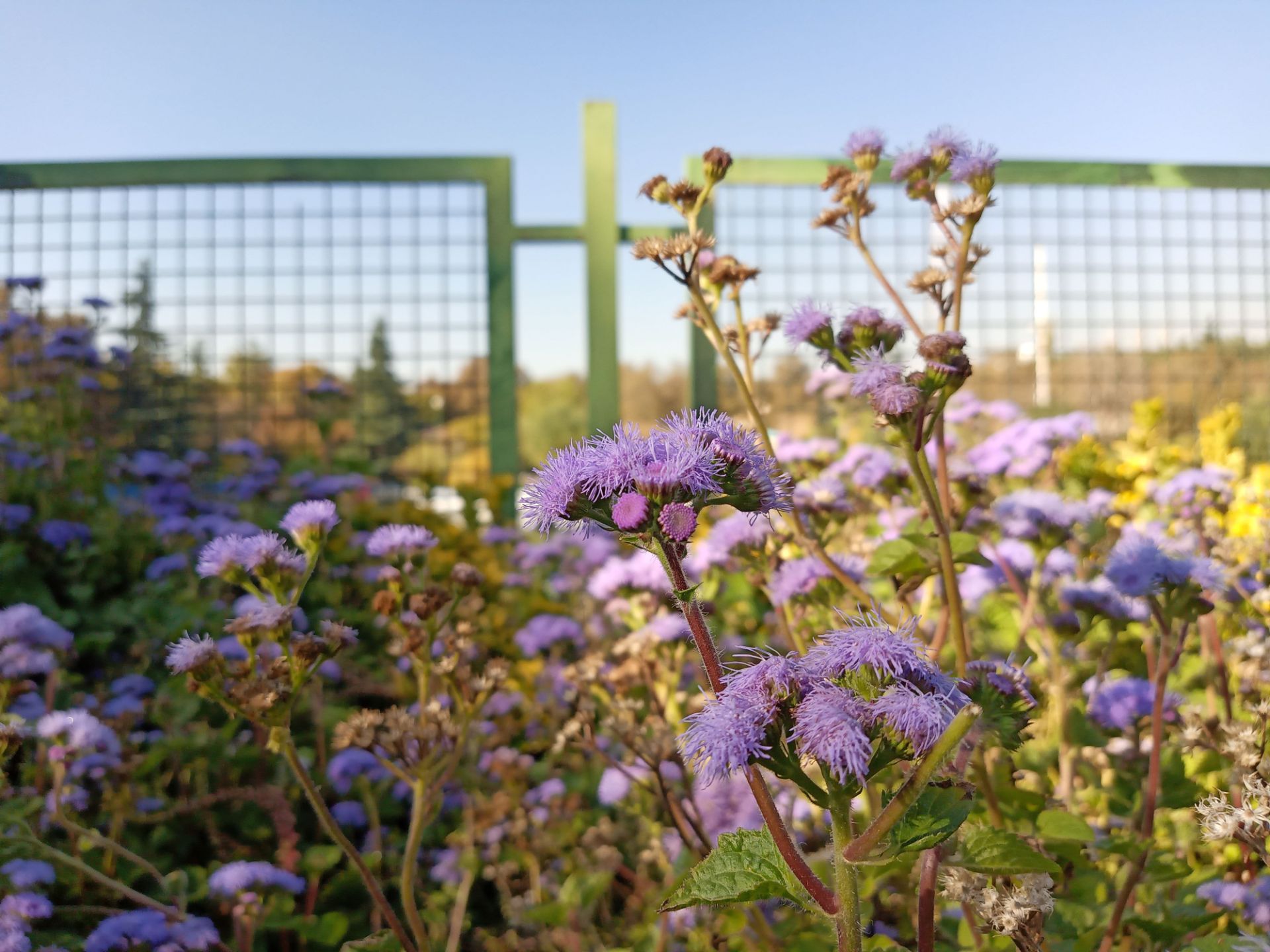 نمونه‌عکس شاهین ۲