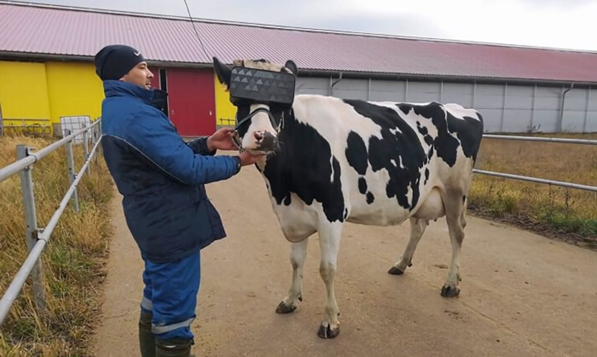 VR HEADSET FOR COWS