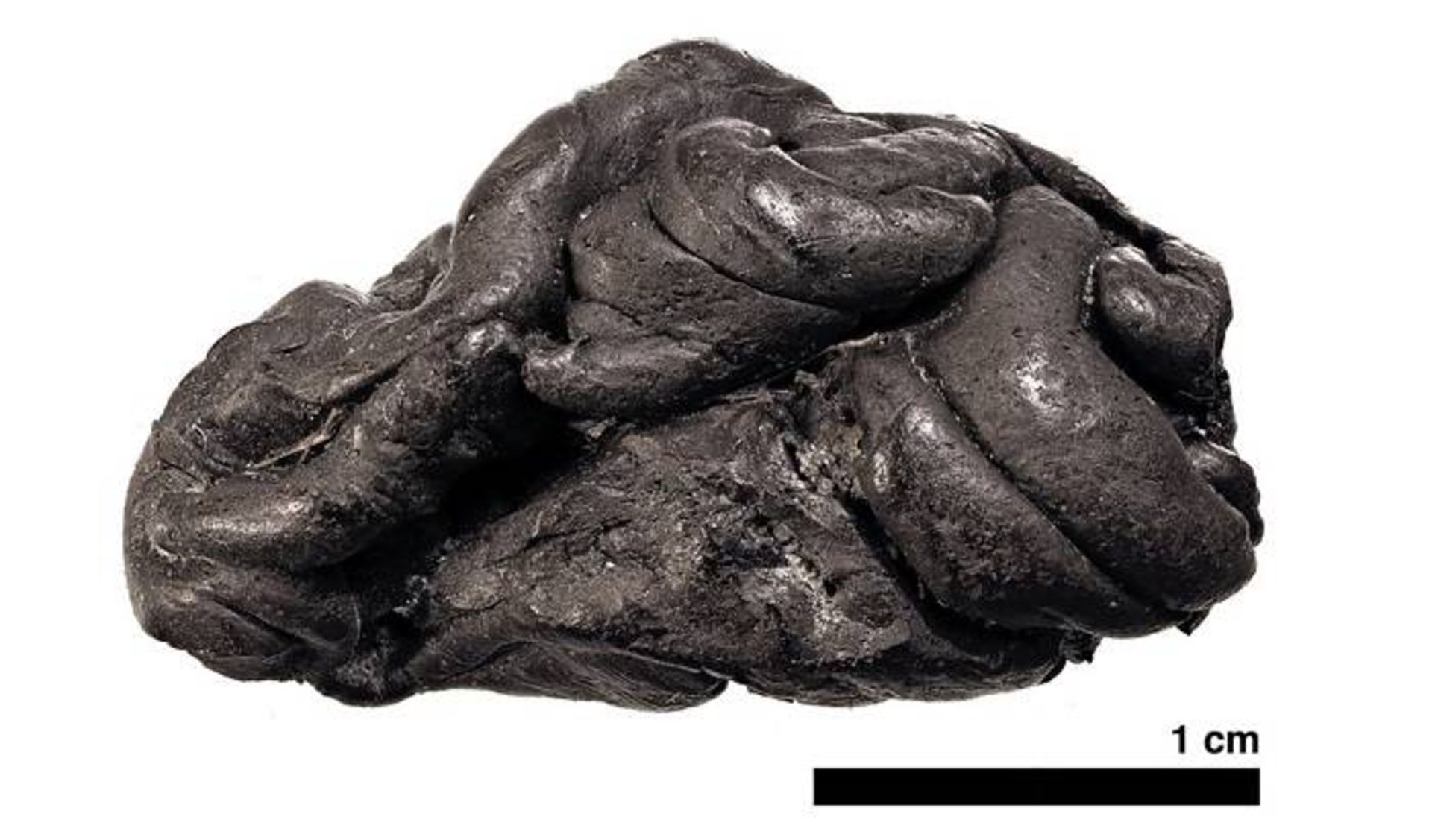 قطران جویده شده درخت غان