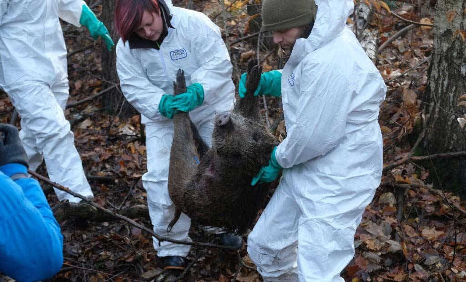 حالت آماده‌باش در مرزهای آلمان به دلیل آنفولانزای خوکی