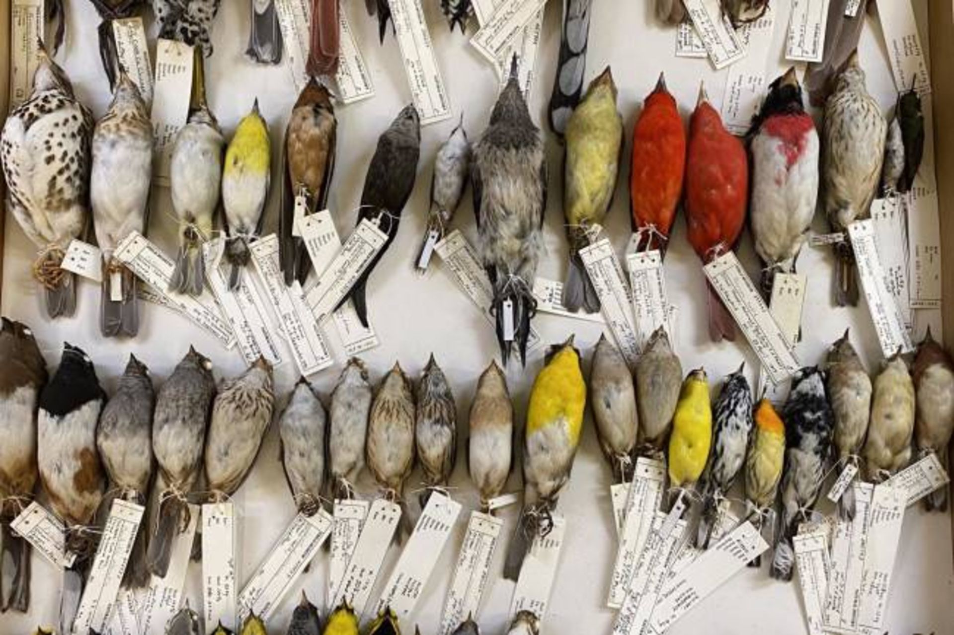 نمونه پرنده ها