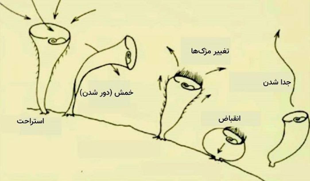 استنتور روسلی 