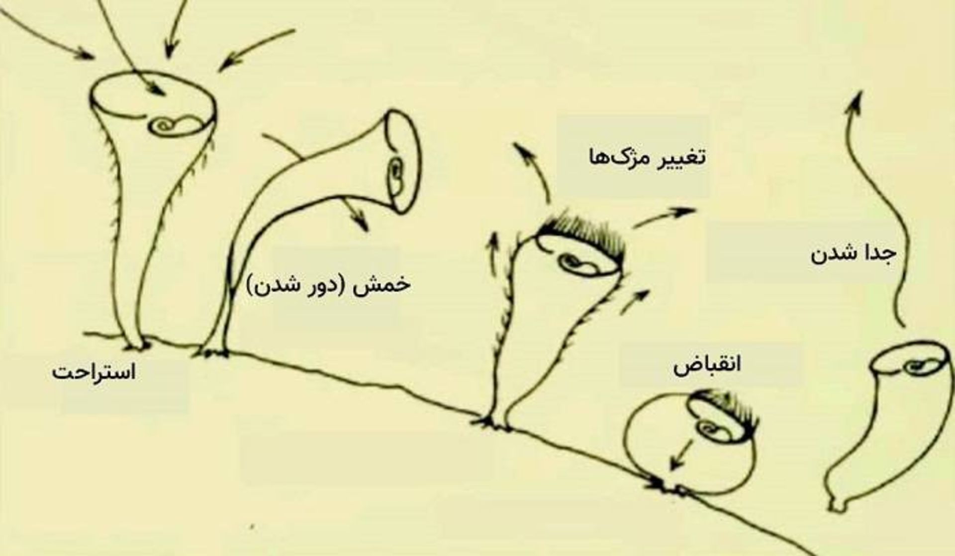 استنتور روسلی 