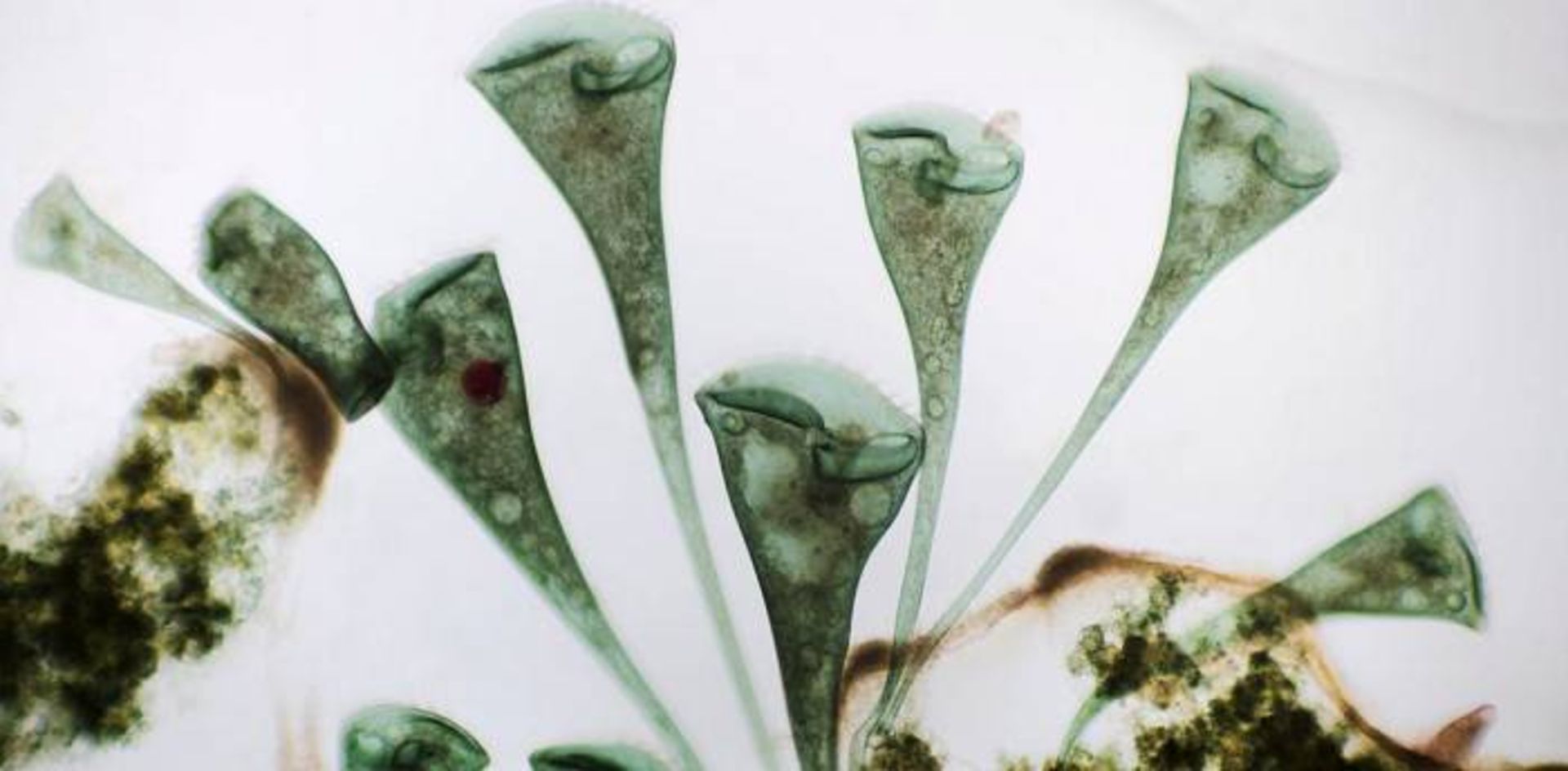 استنتور روسلی 