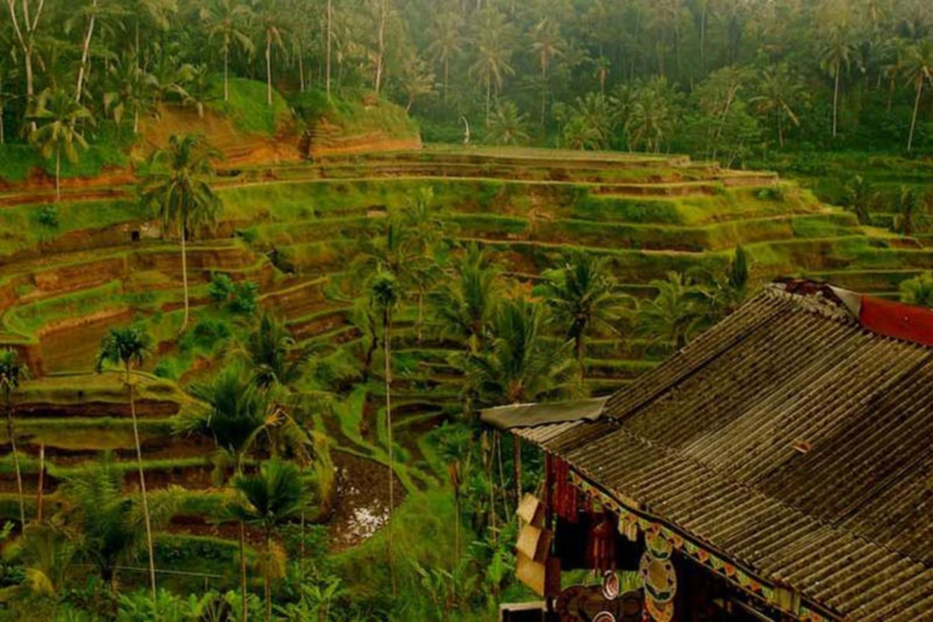 مزارع پلکانی بالی
