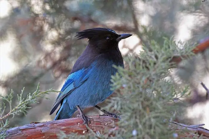  استلرز جی