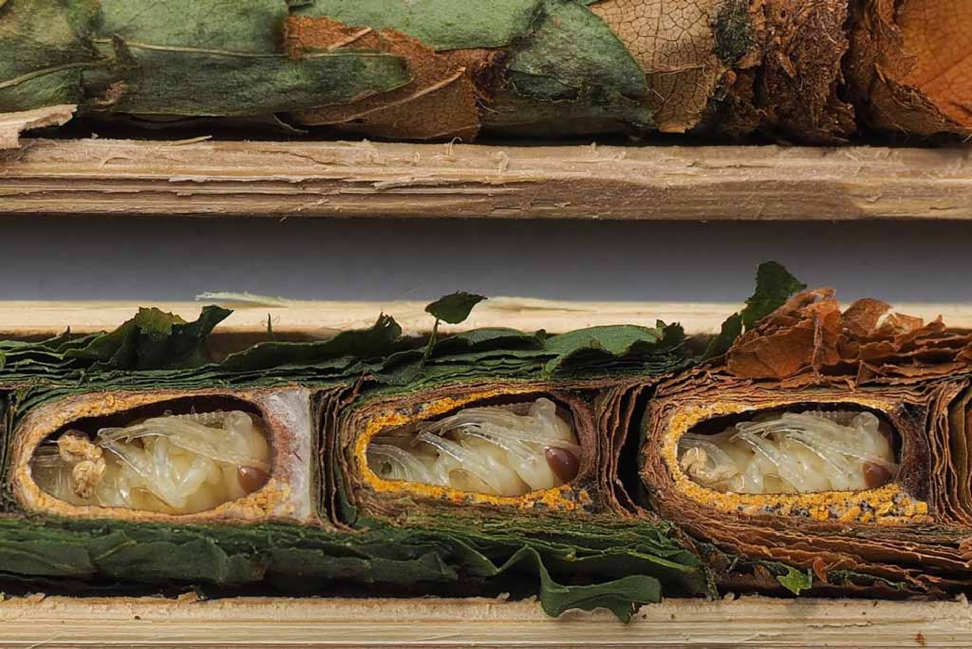 فلیکس فورنوف