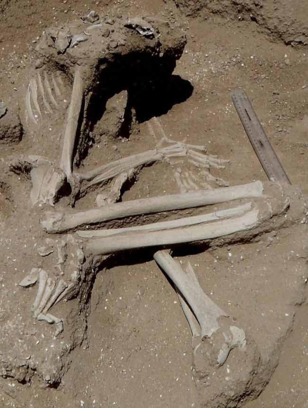بازماندگان جنگی باستانی