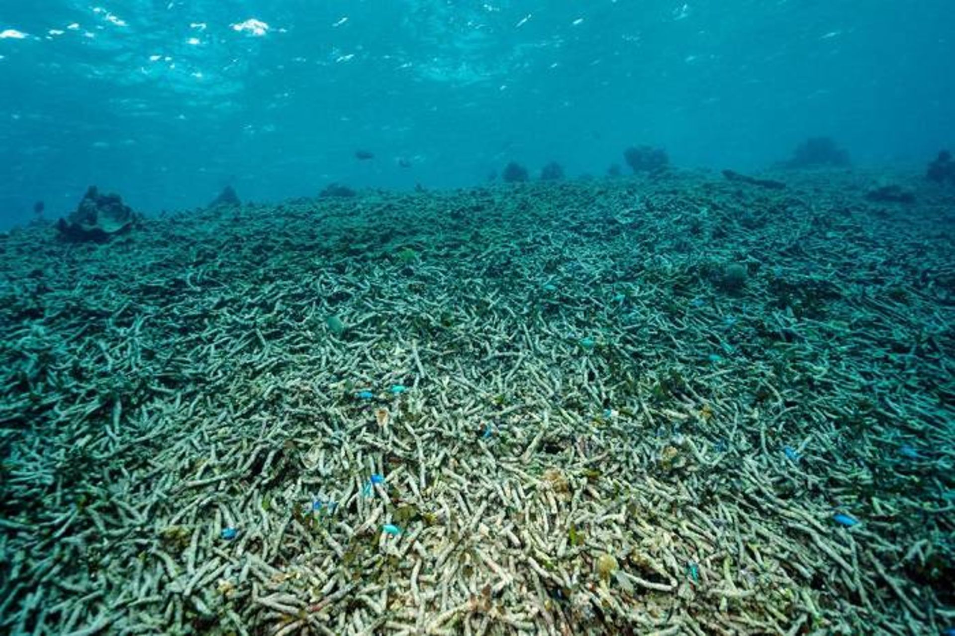 مرجان های مرده در اندونزی