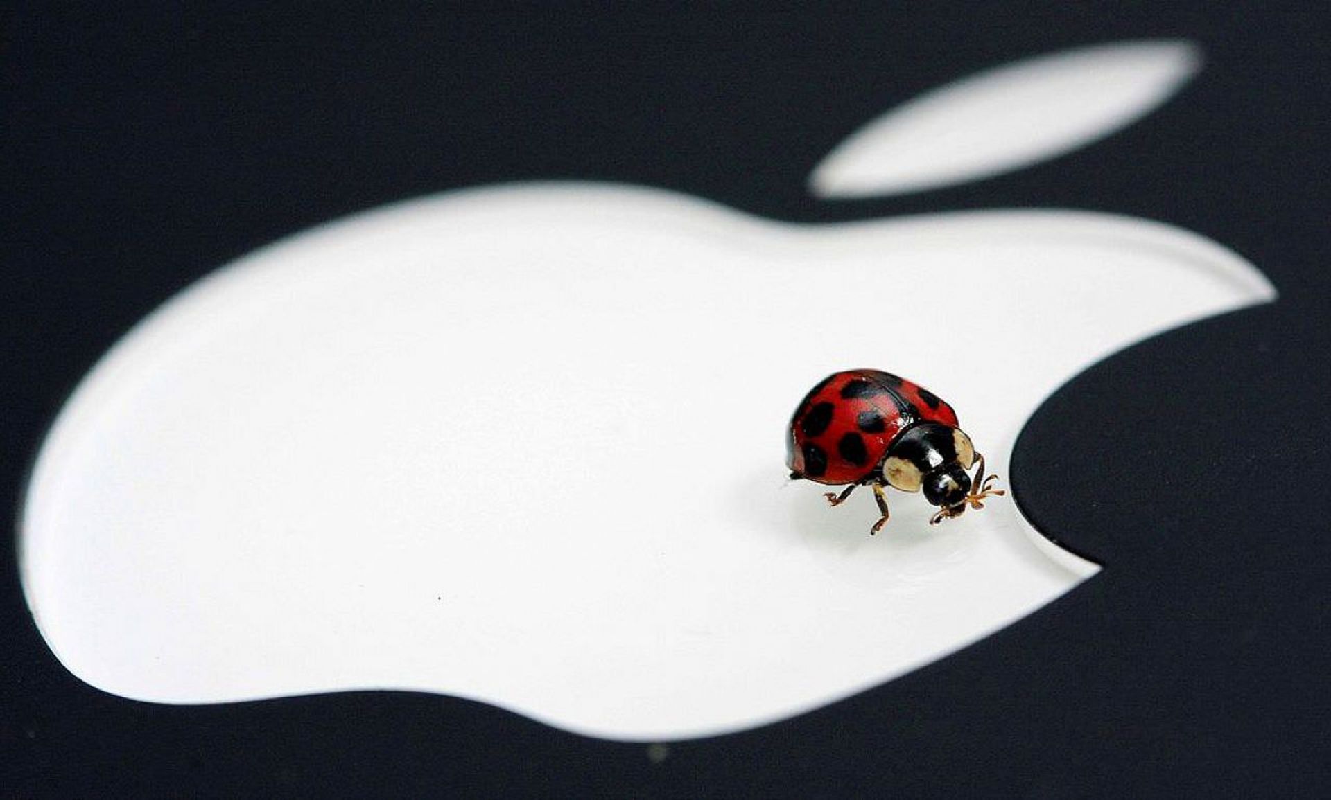 باگ اپل / apple bug